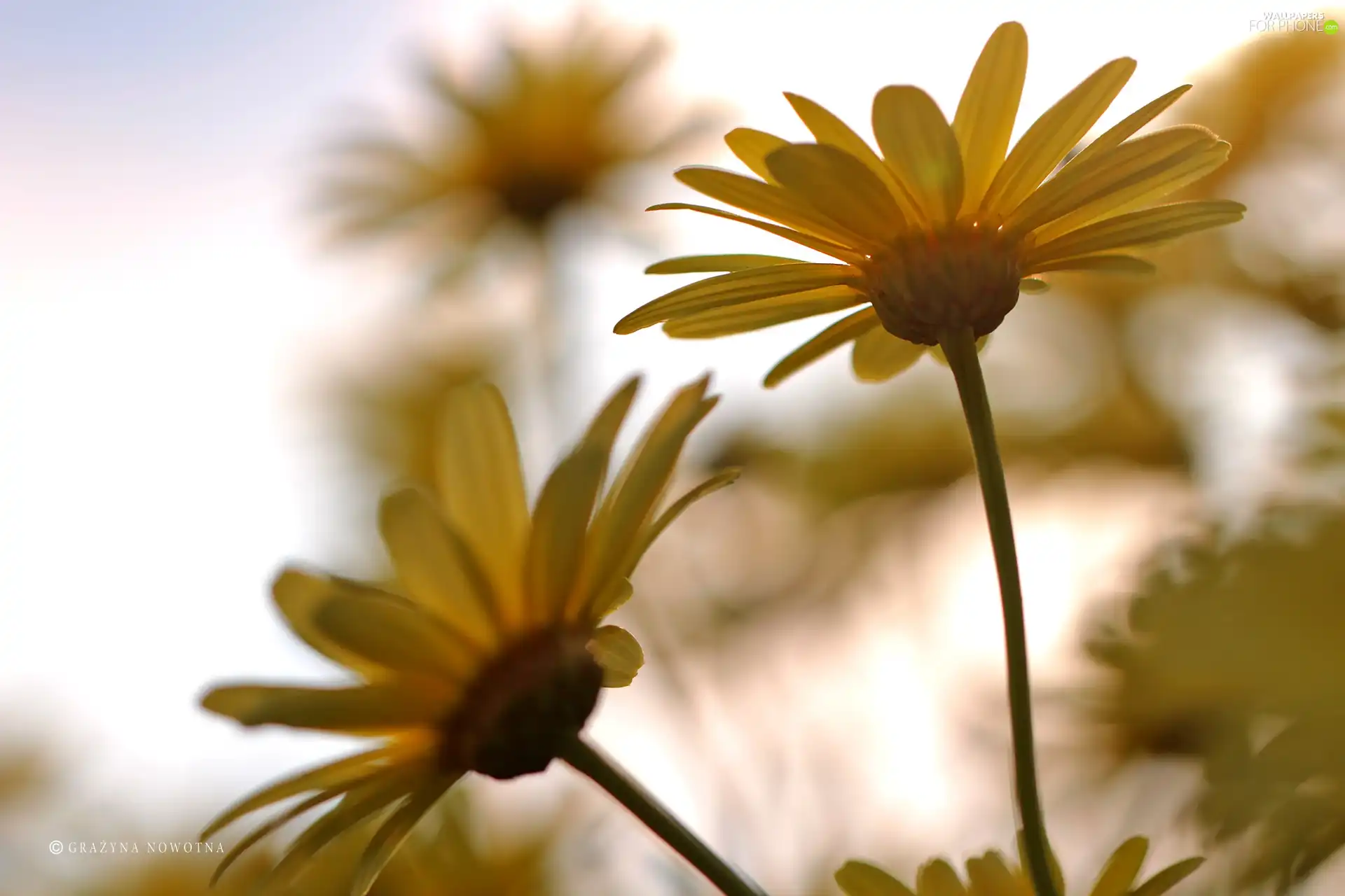 Flowers, Yellow, daisy