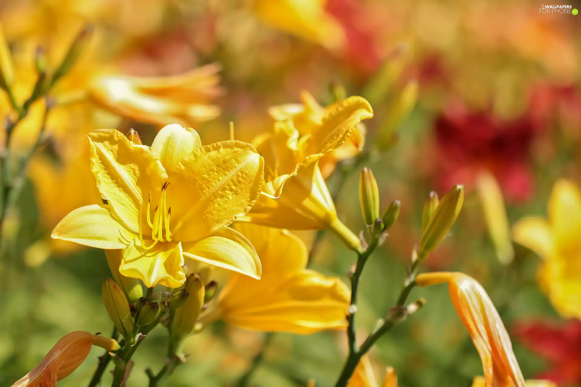 Flowers, Yellow, Daylilies