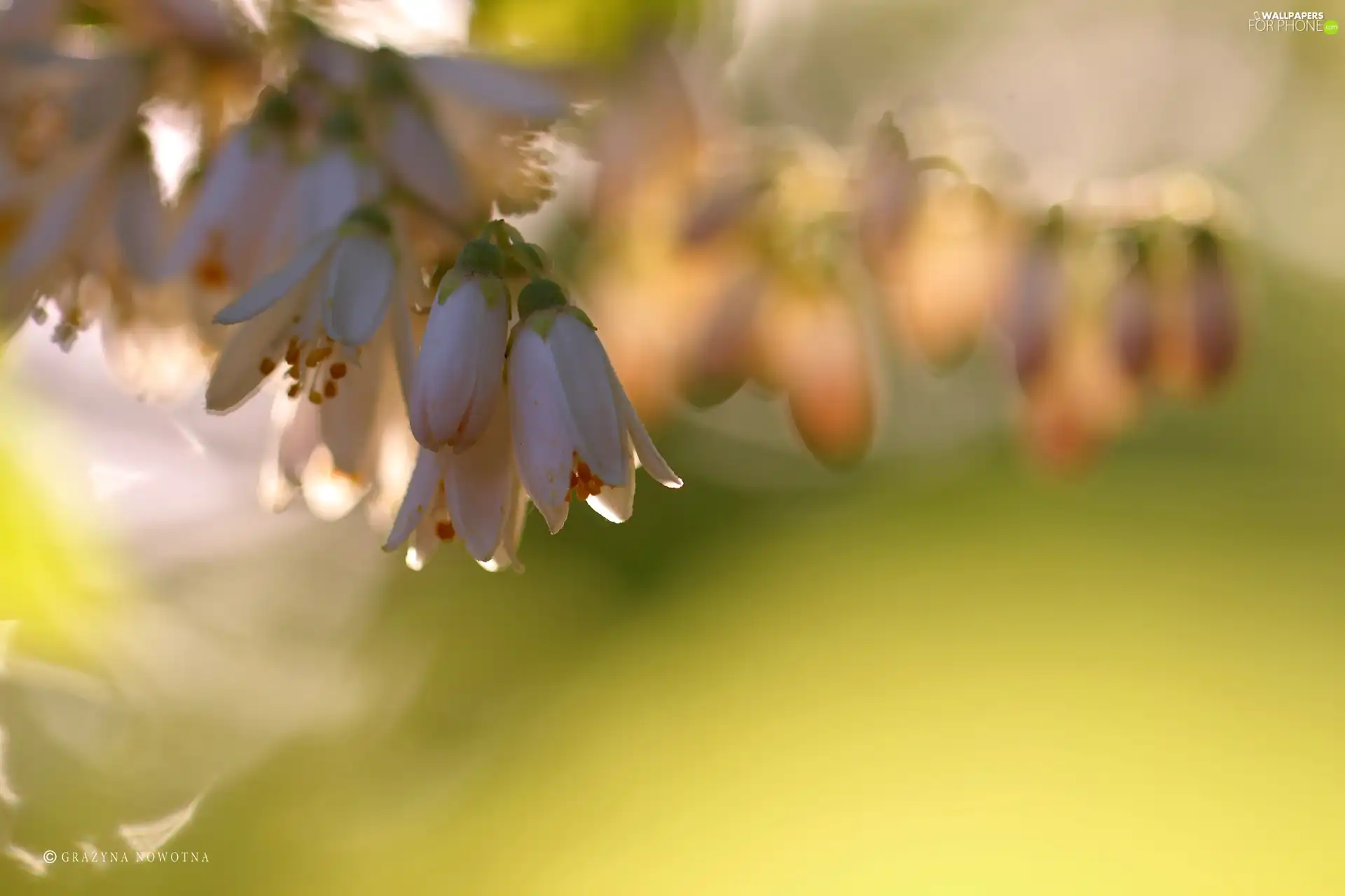 Deutzia, White, Flowers, Bush