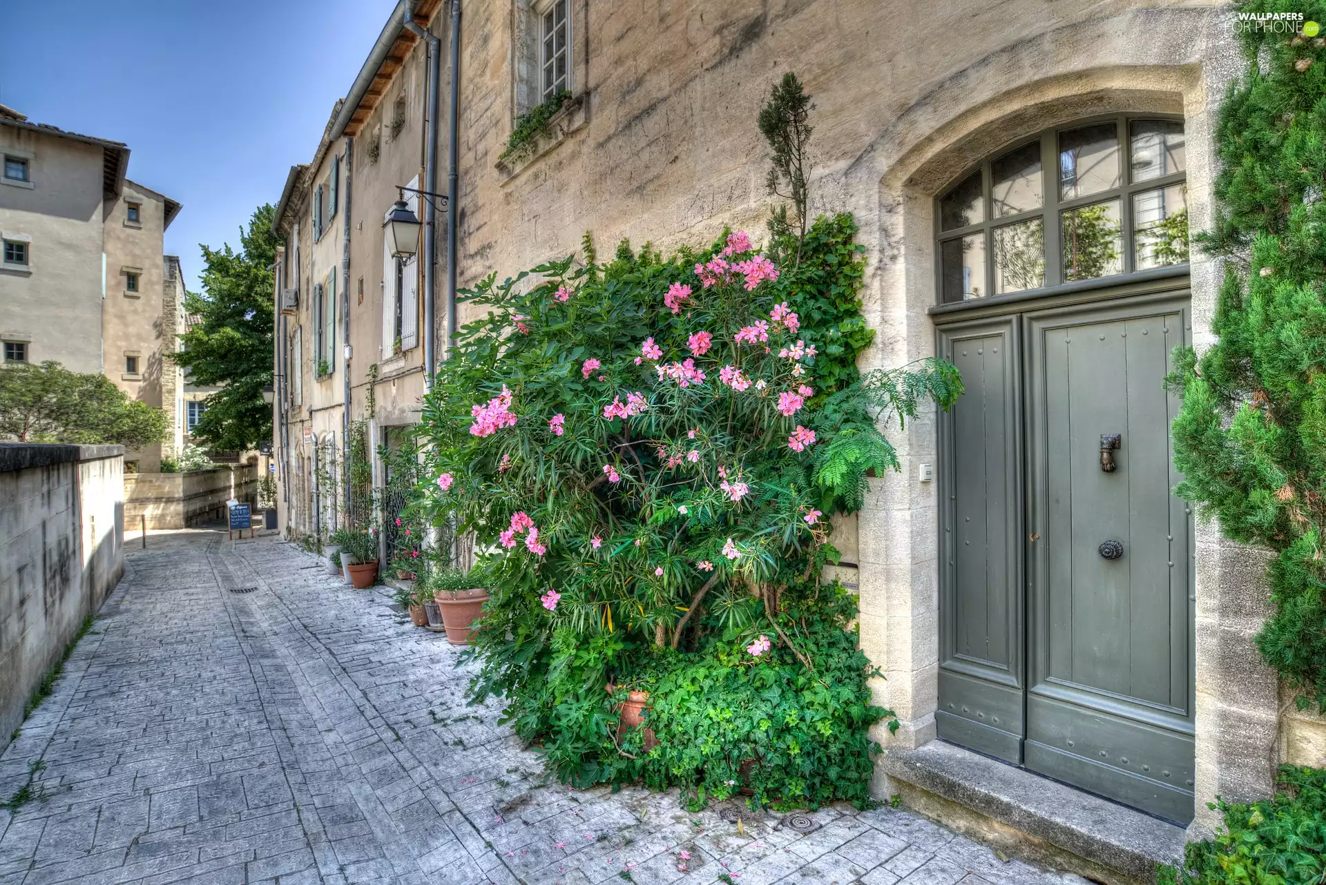 house, Street, Bush, Flowers, decorated, Doors