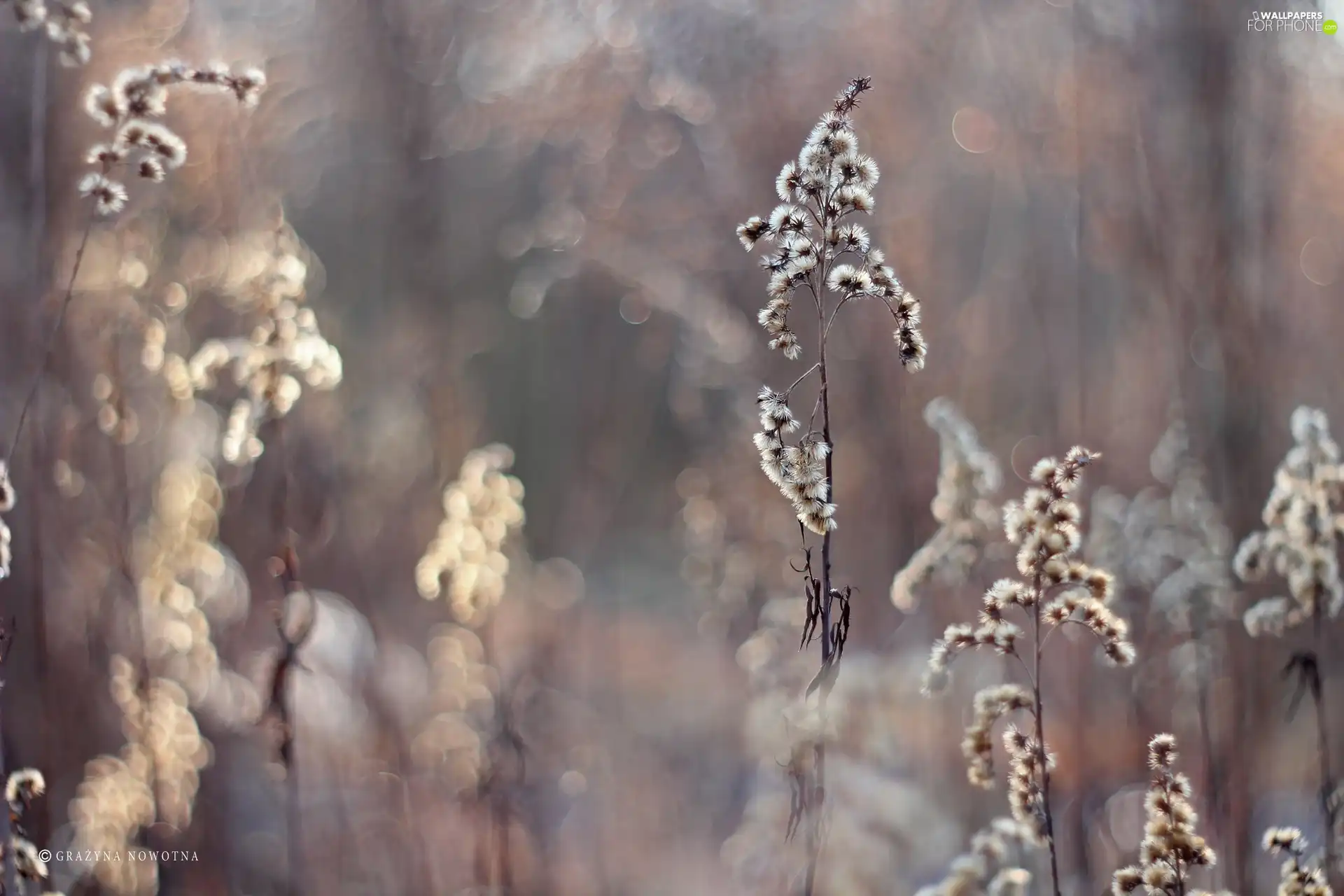 Flowers, Goldenrod, dry