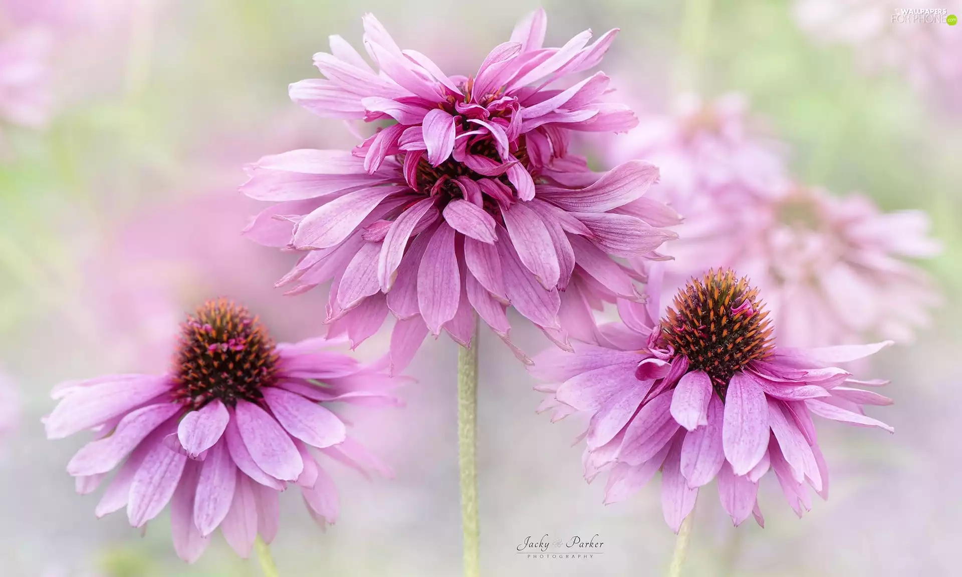 Flowers, echinacea