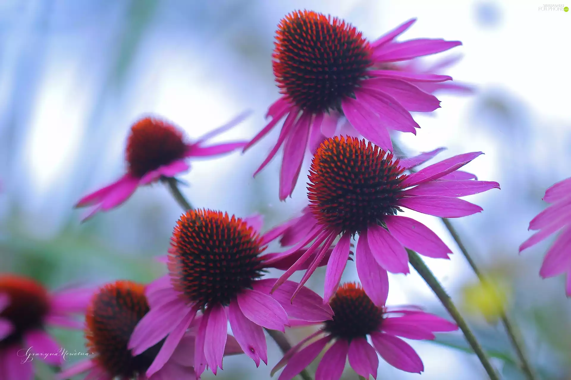 Flowers, Pink, echinacea