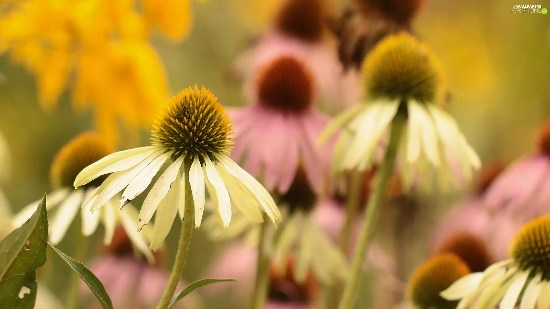 Flowers, White, echinacea