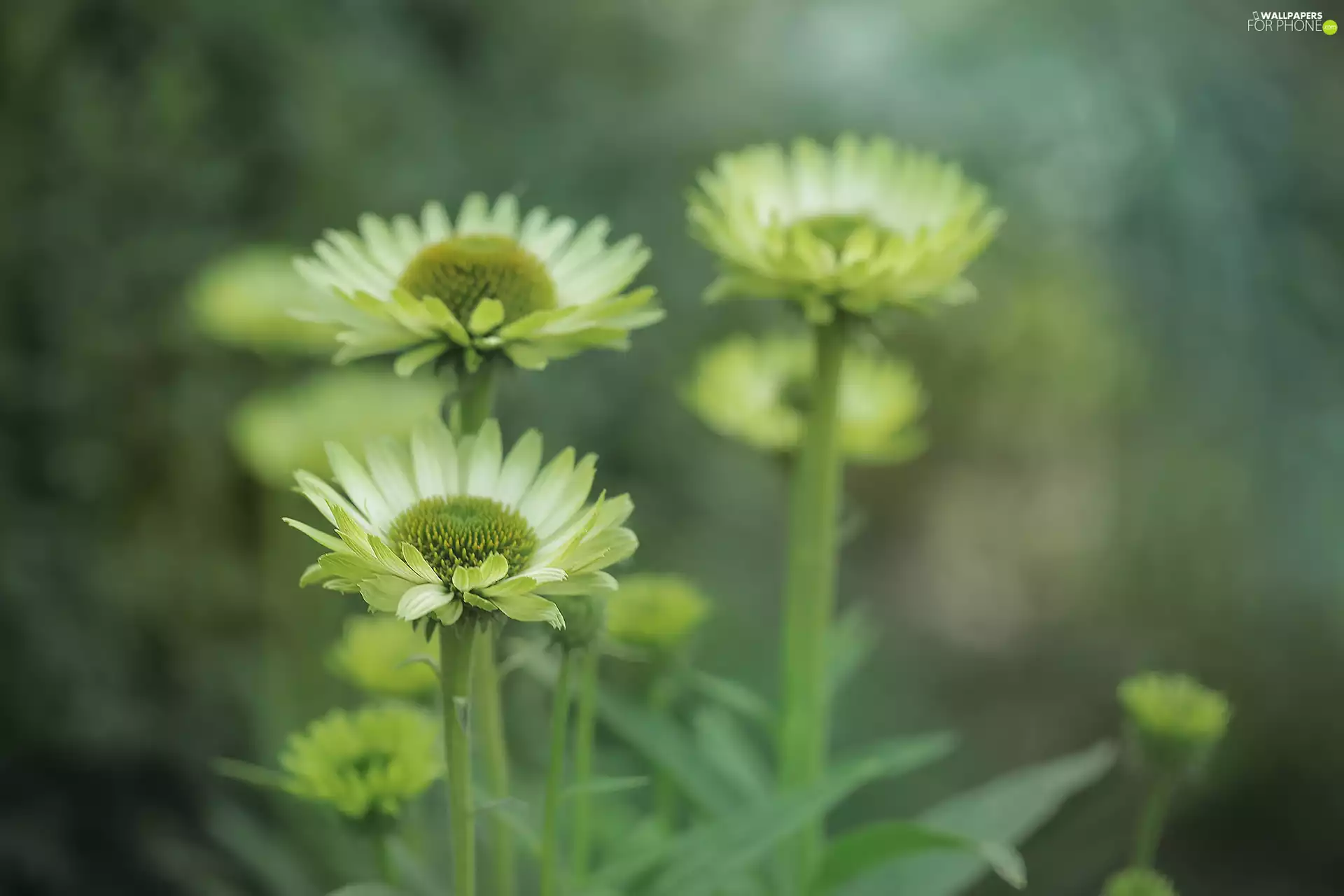 Flowers, Yellow, echinacea