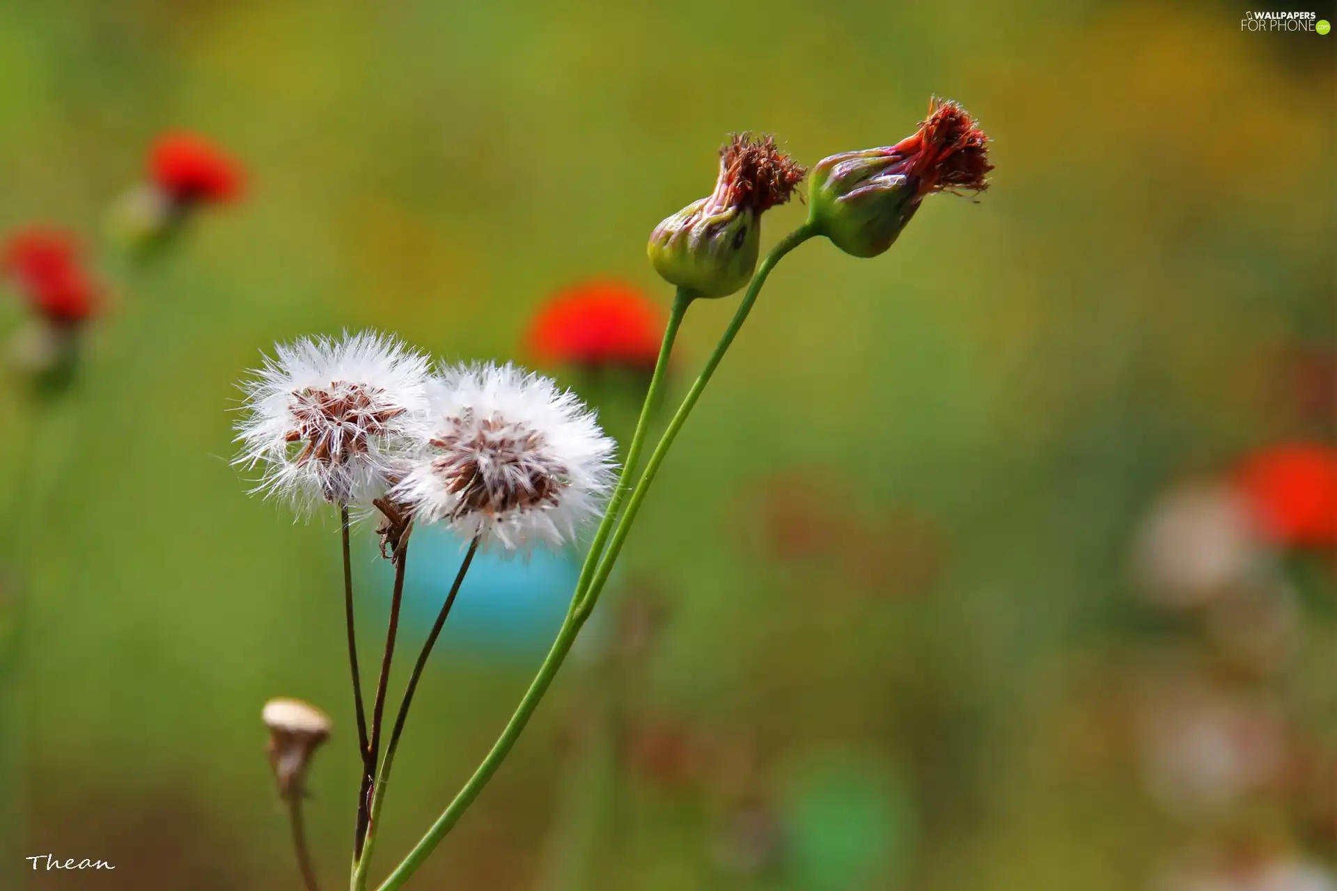 fades, Flowers