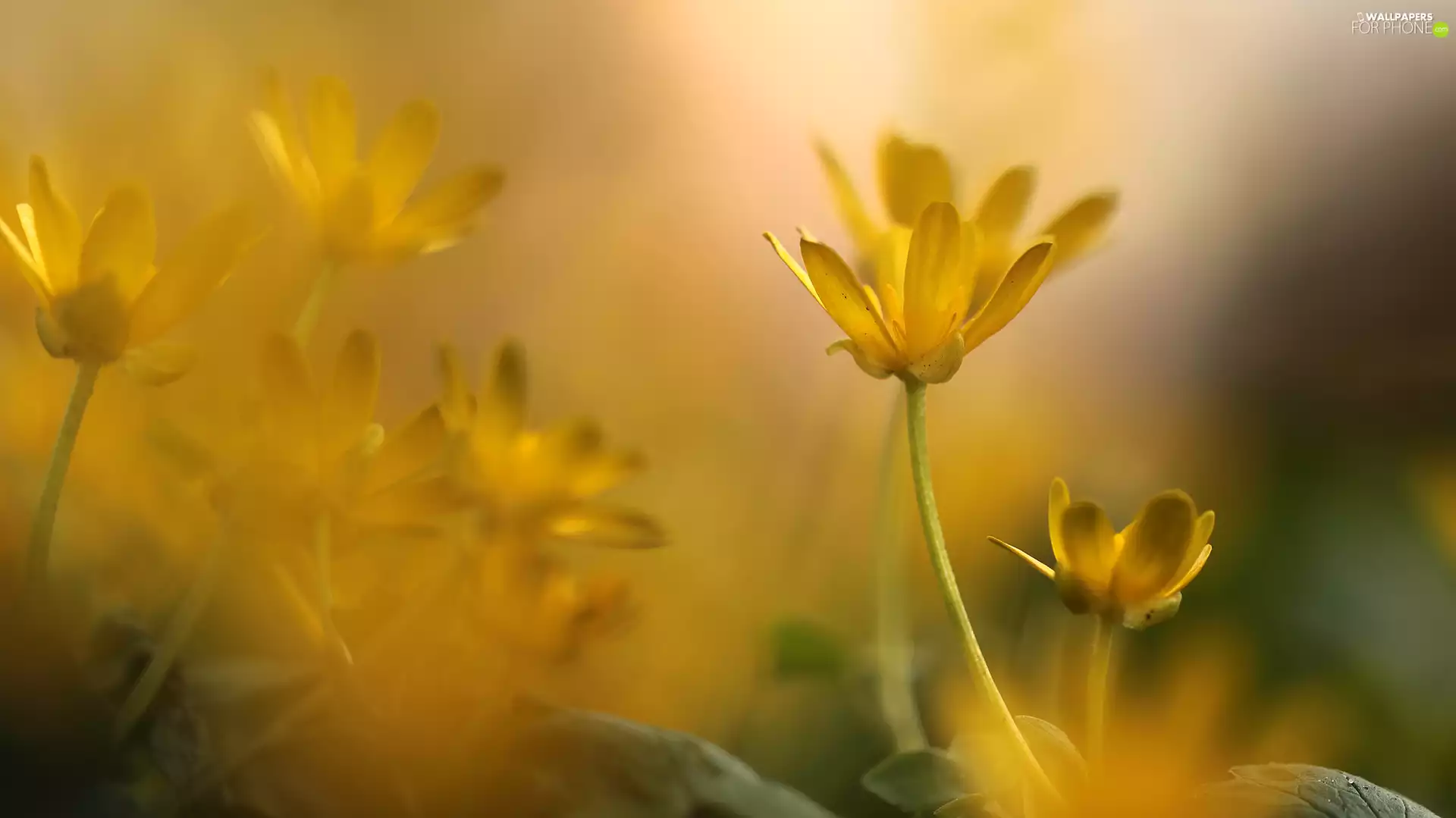 fig buttercup, Yellow, Flowers