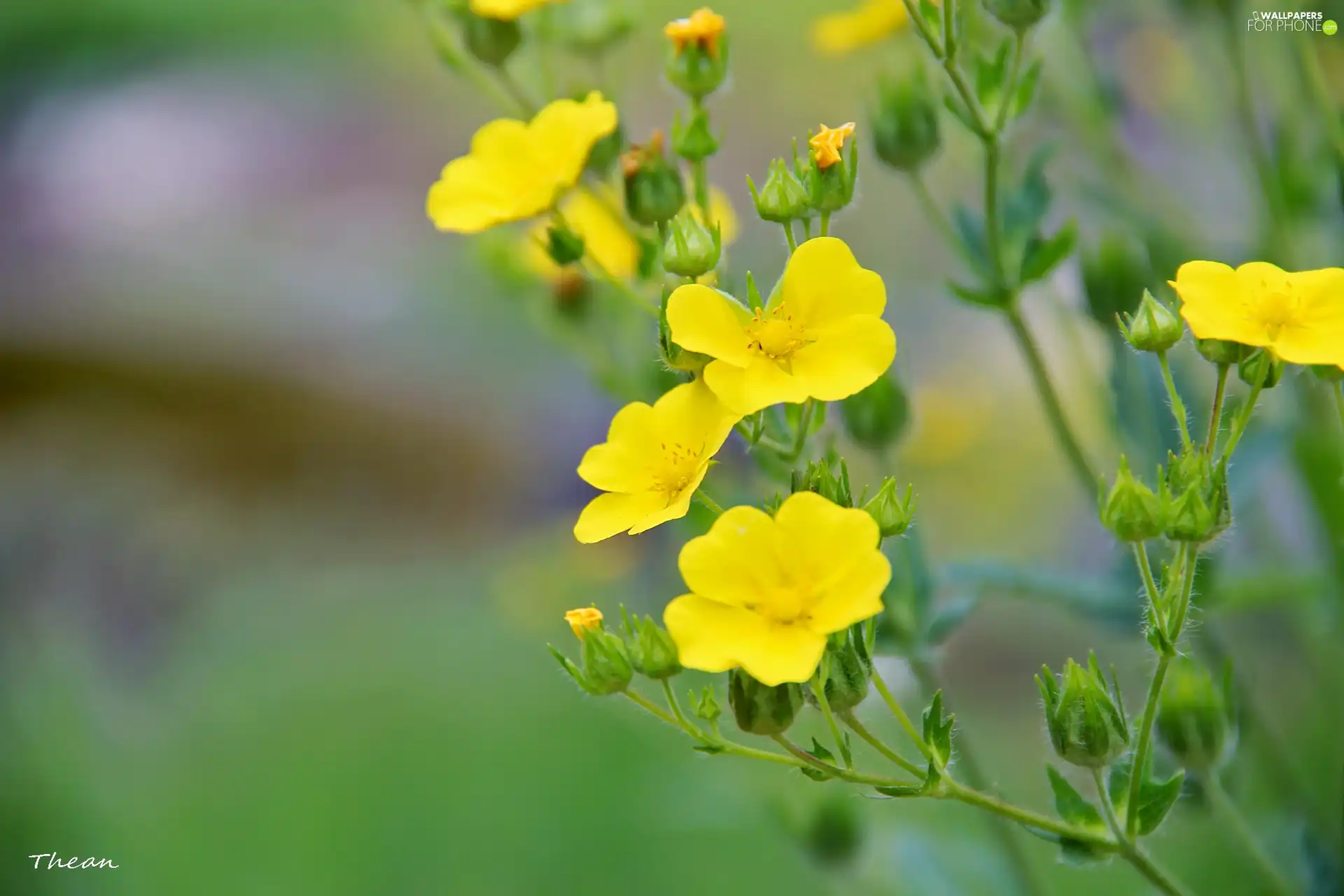 Flowers, Yellow, fine