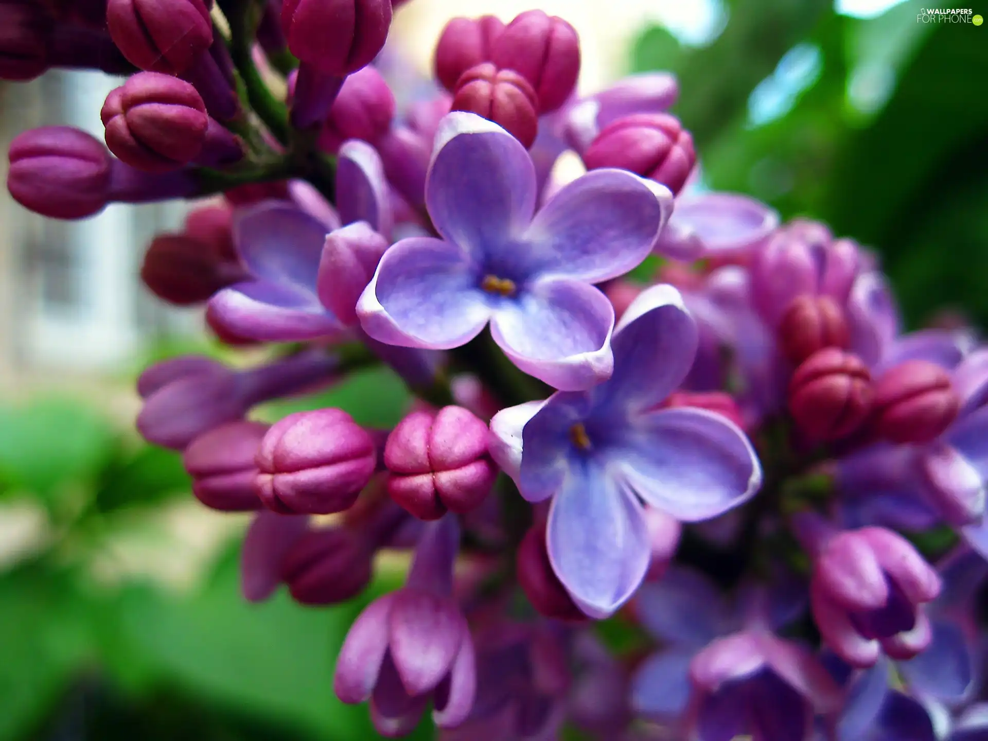 Flowers, Pink, flourishing
