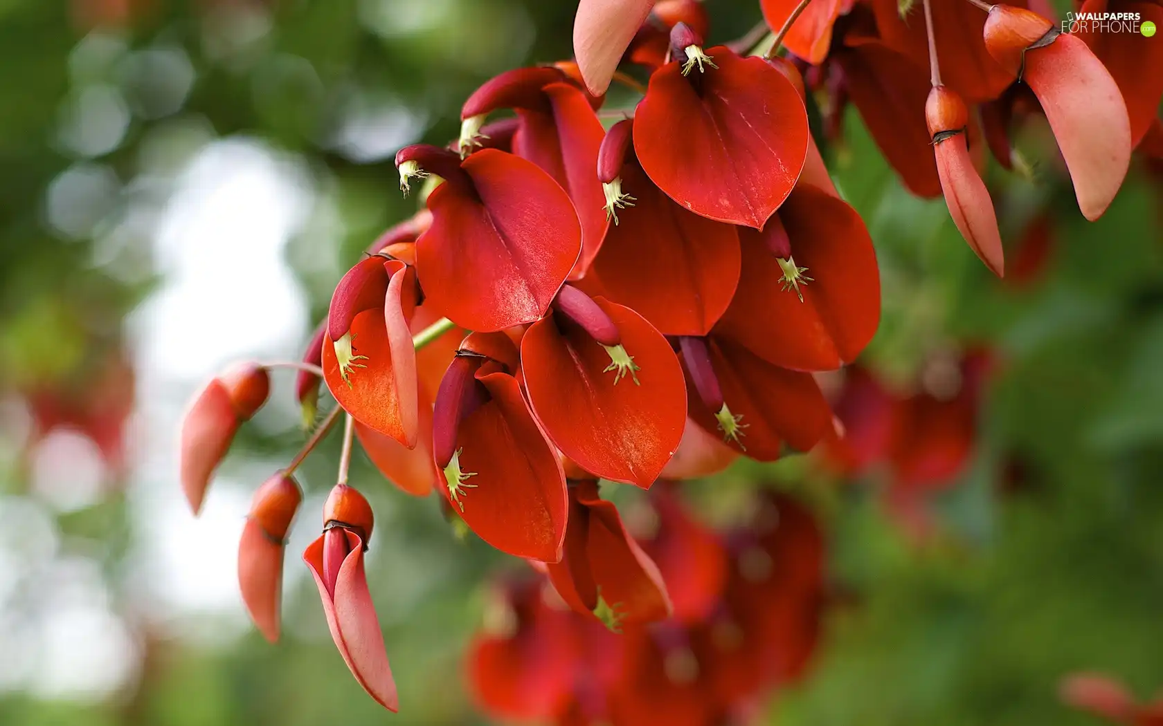 Flowers, Red, flourishing