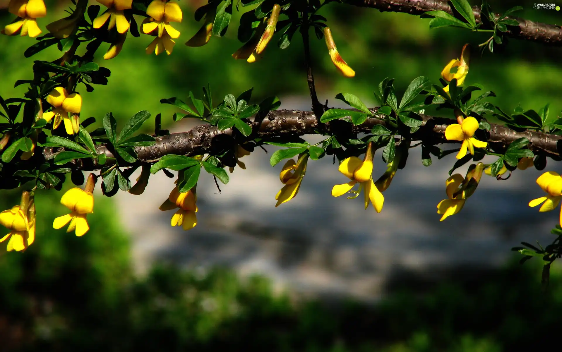 flourishing, Yellow, flowers, sapling
