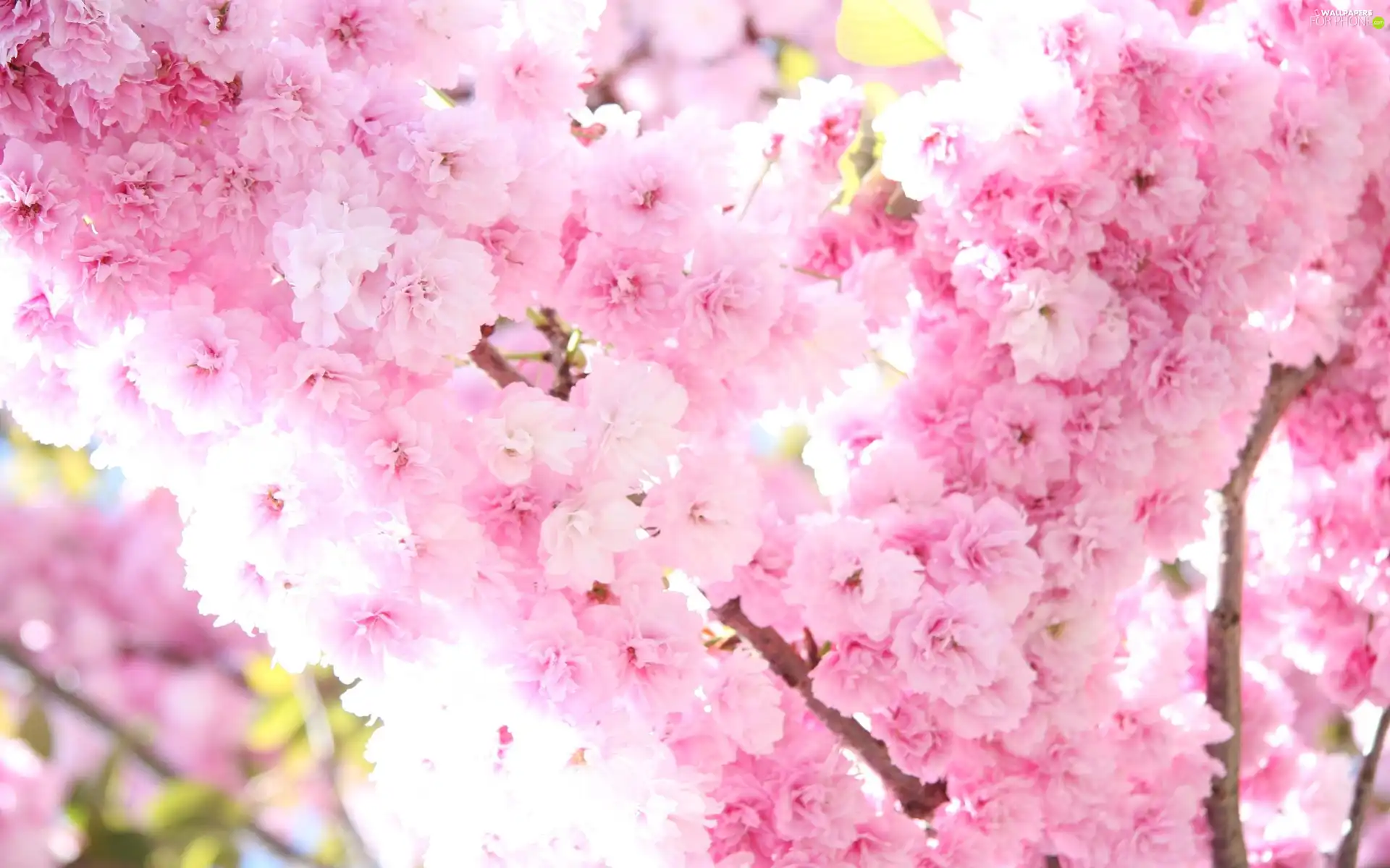 flourishing, Flowers