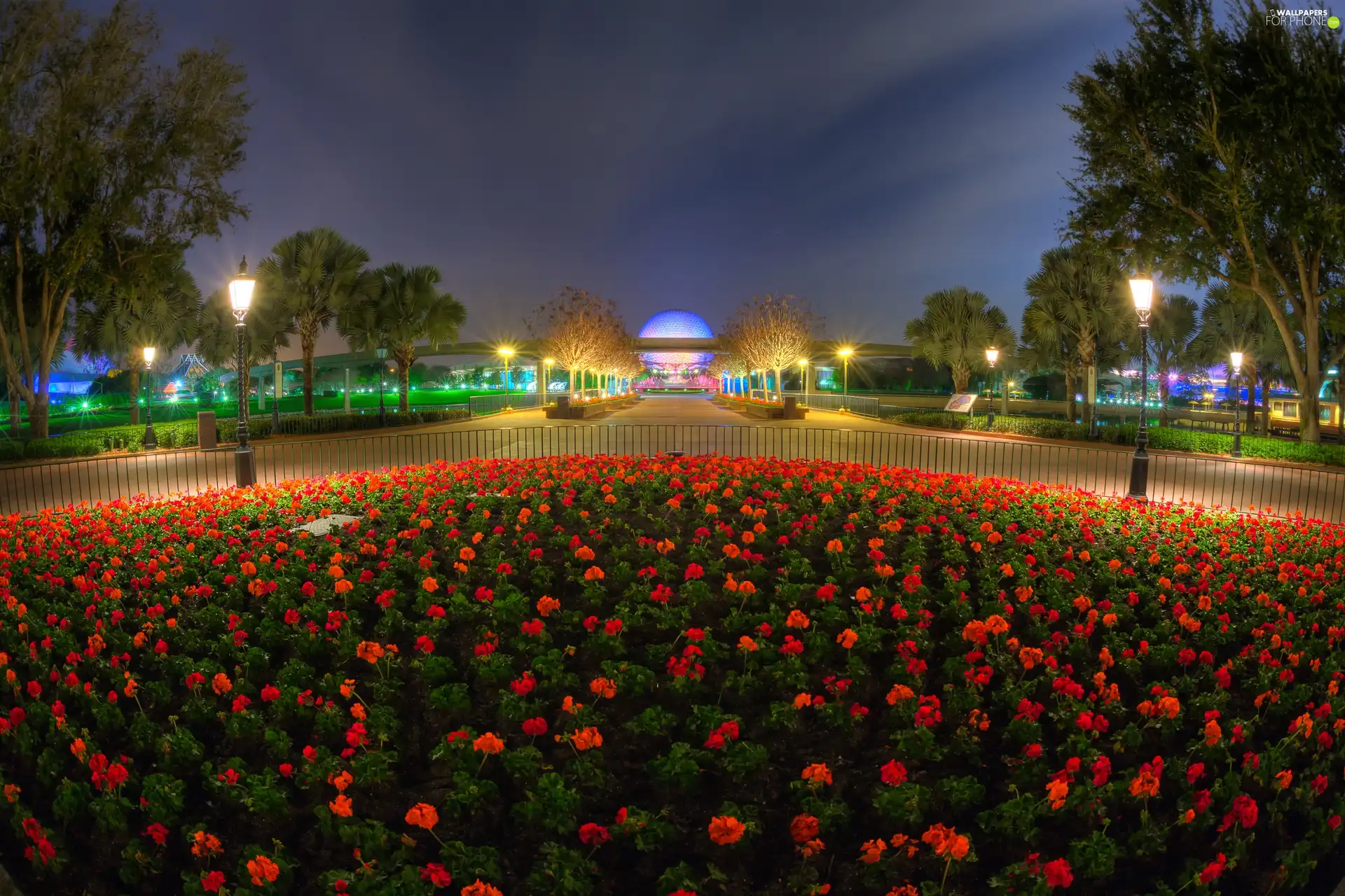 lighting, Disneyland, Flowers, flowerbed, Red, Night