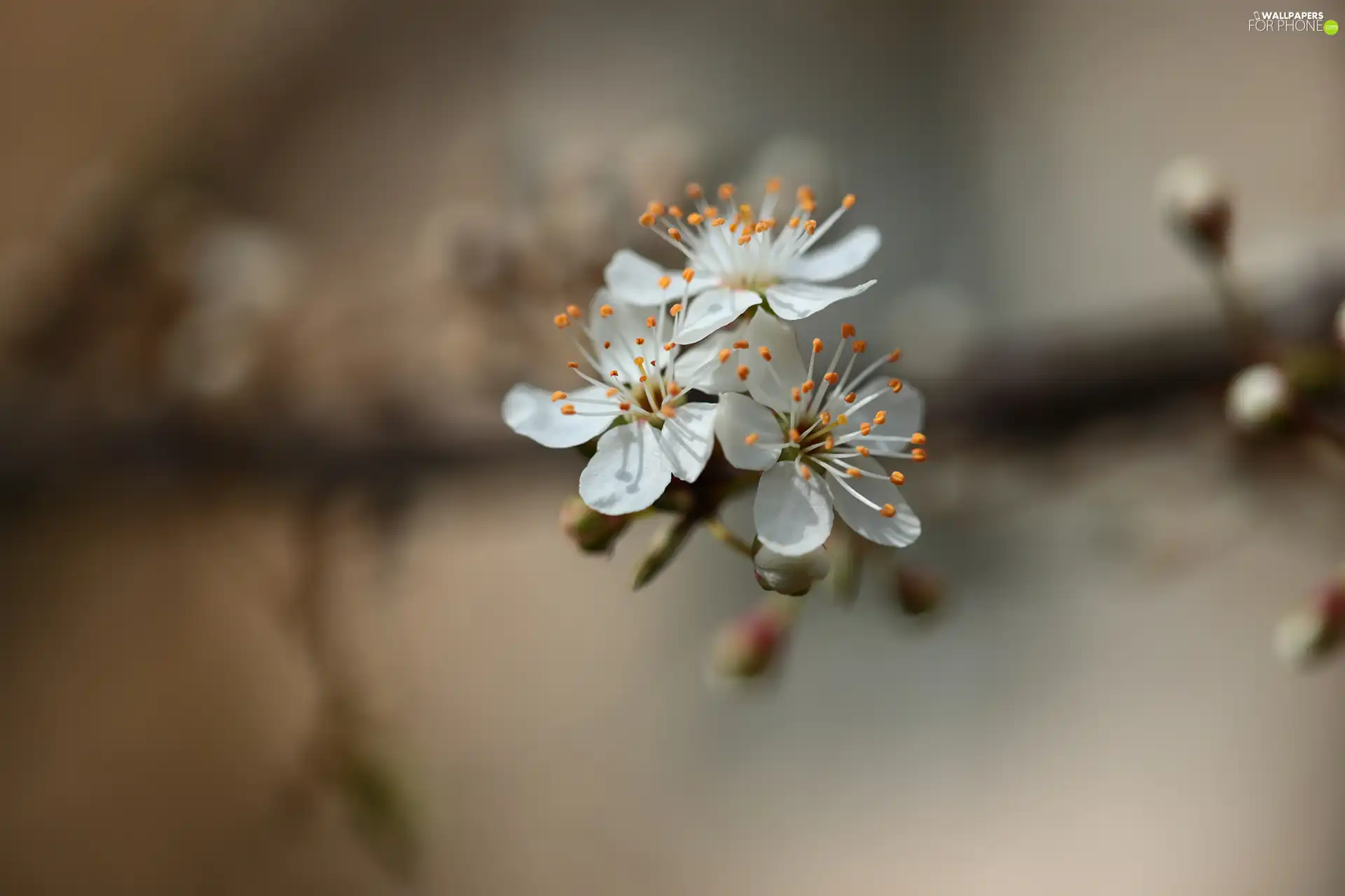 Three, Flowers, Fruit Tree, White