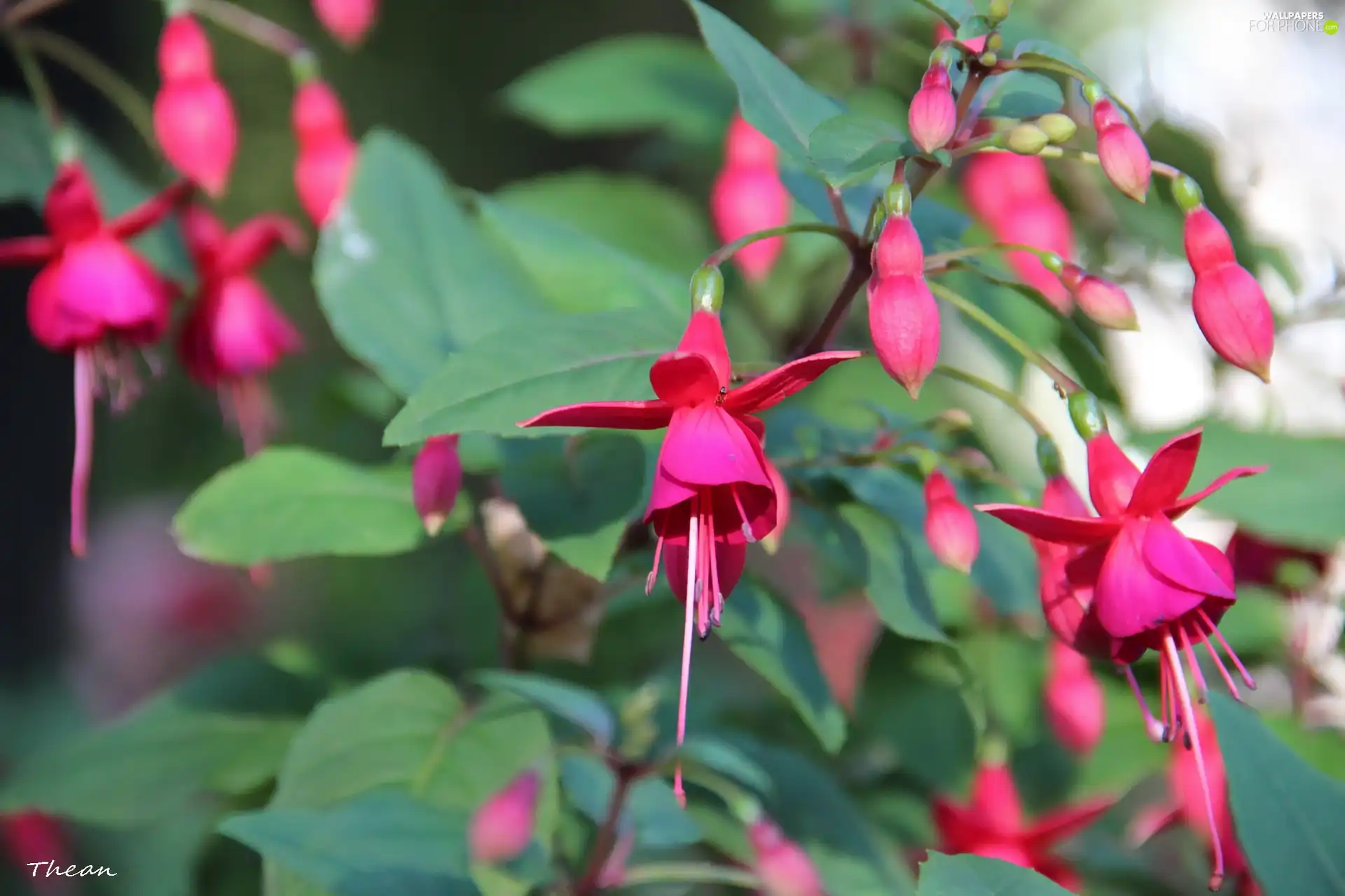 fuchsia, Flowers