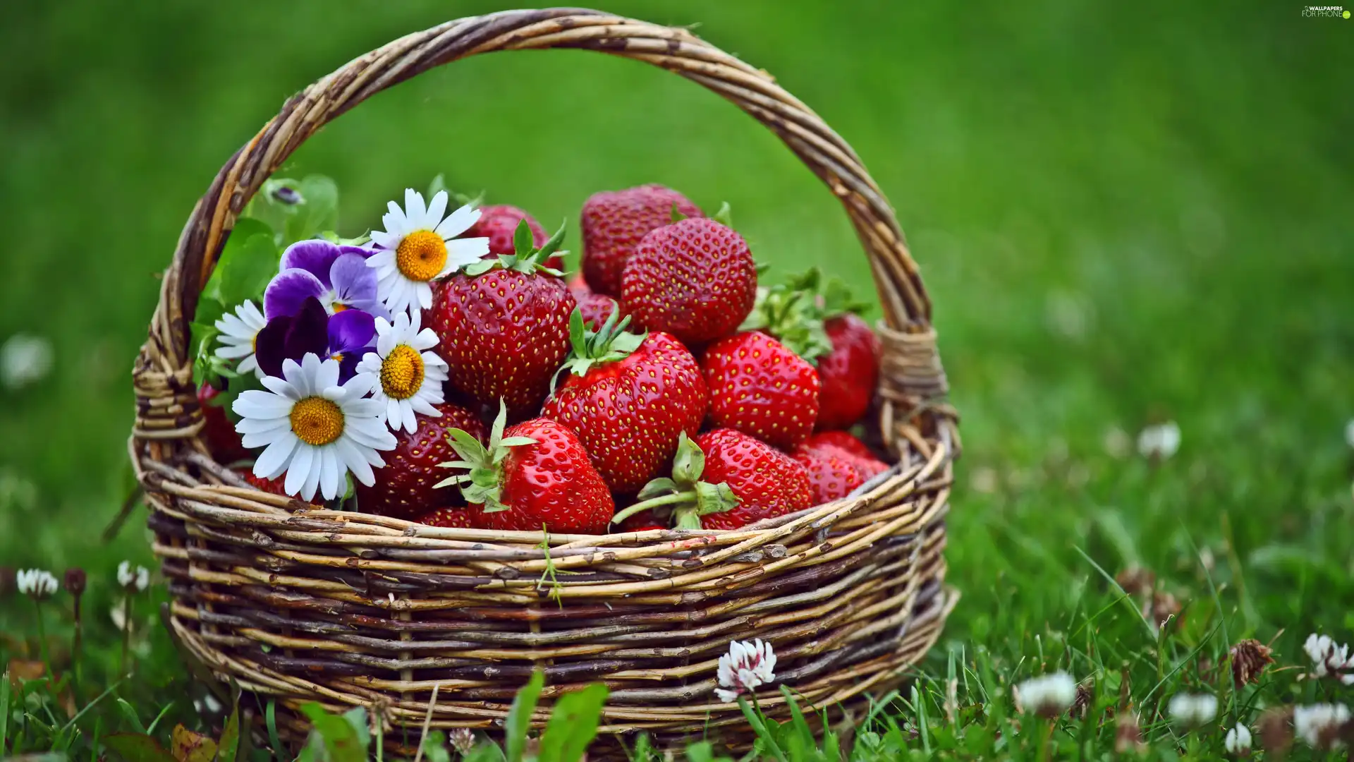 flowers, grass, strawberries, small bunch, basket