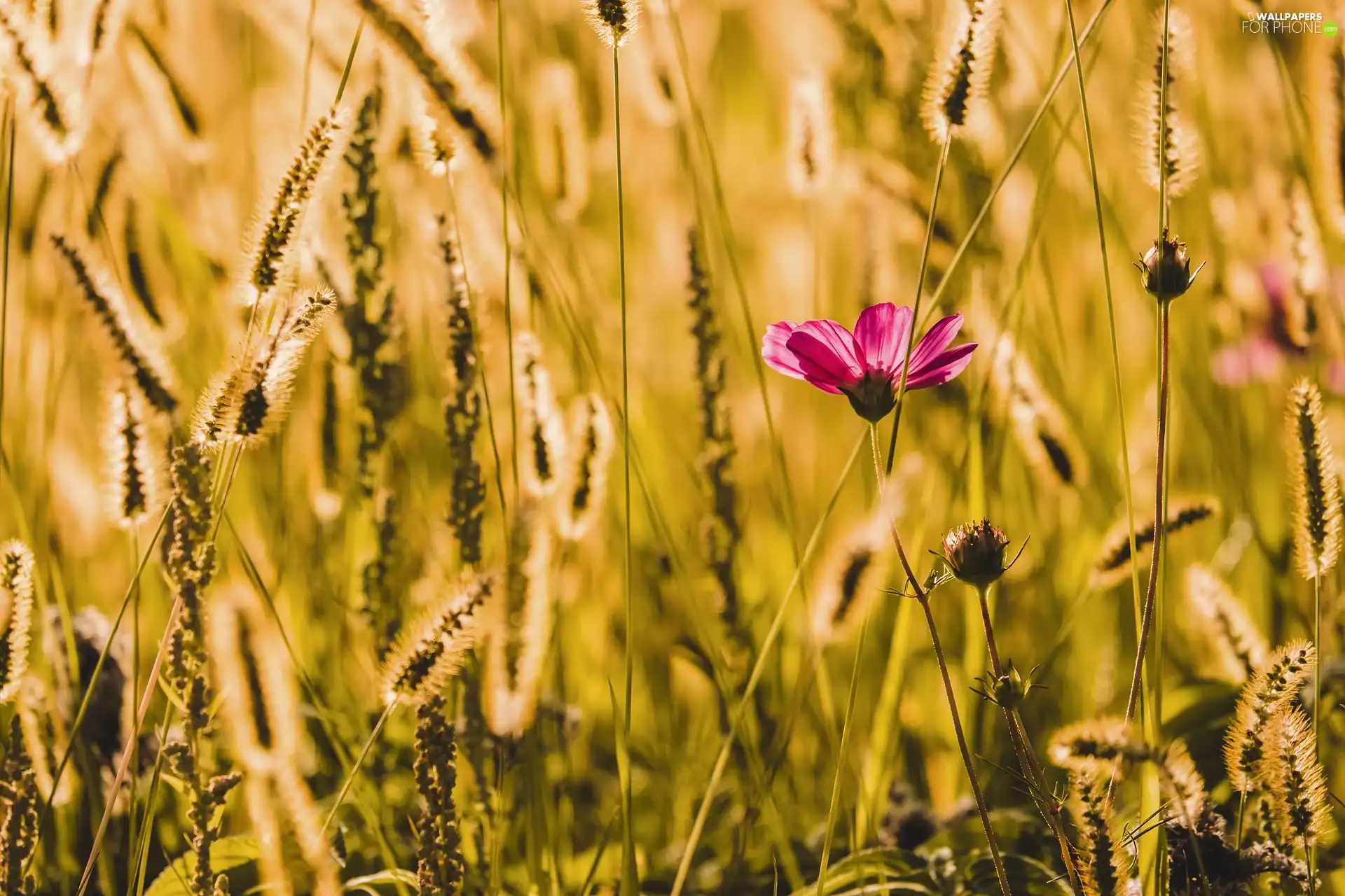 Colourfull Flowers, grass, Ears, Cosmos