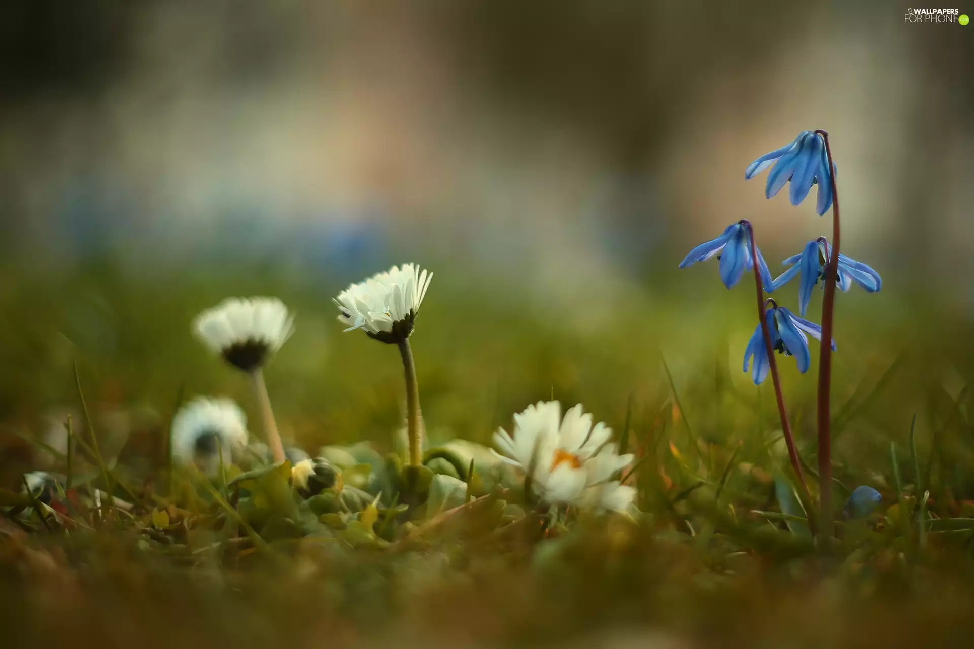 daisies, Flowers, grass, Siberian squill