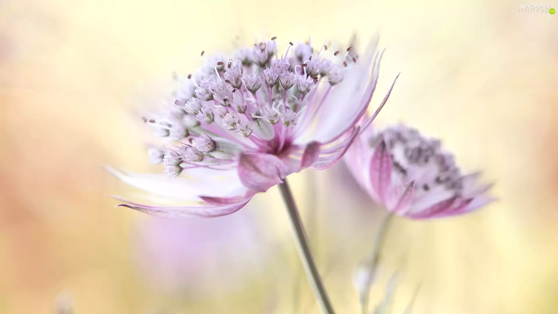 Great Masterwort, Pink, Flowers