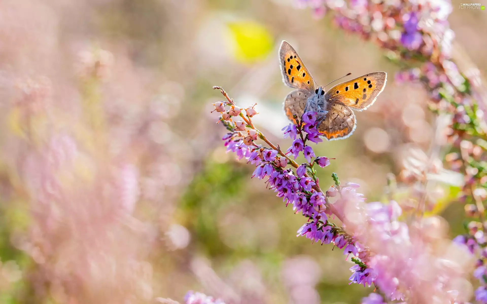 butterfly, Flowers, heather, American Copper