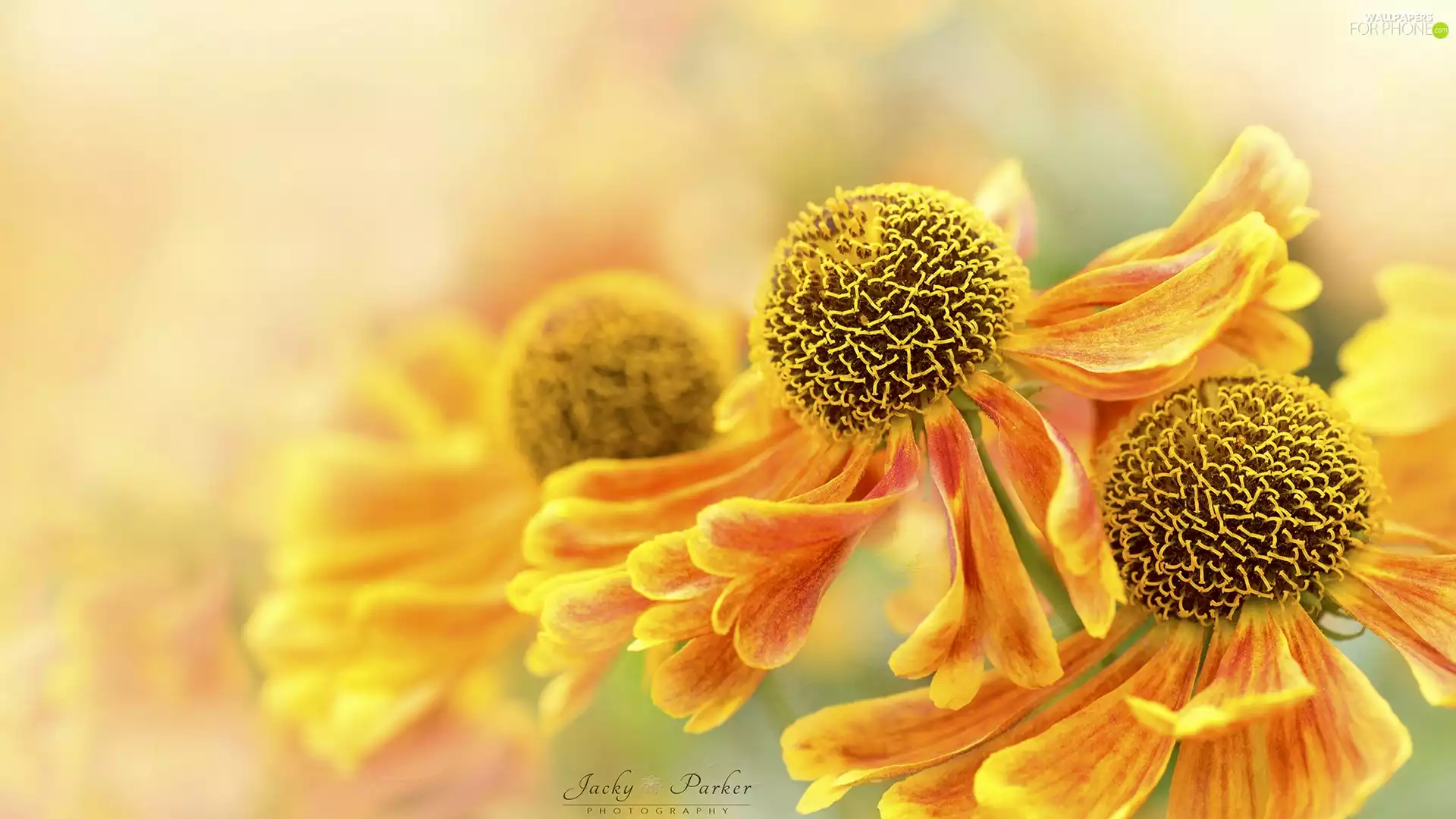 Helenium, Close, Colourfull Flowers