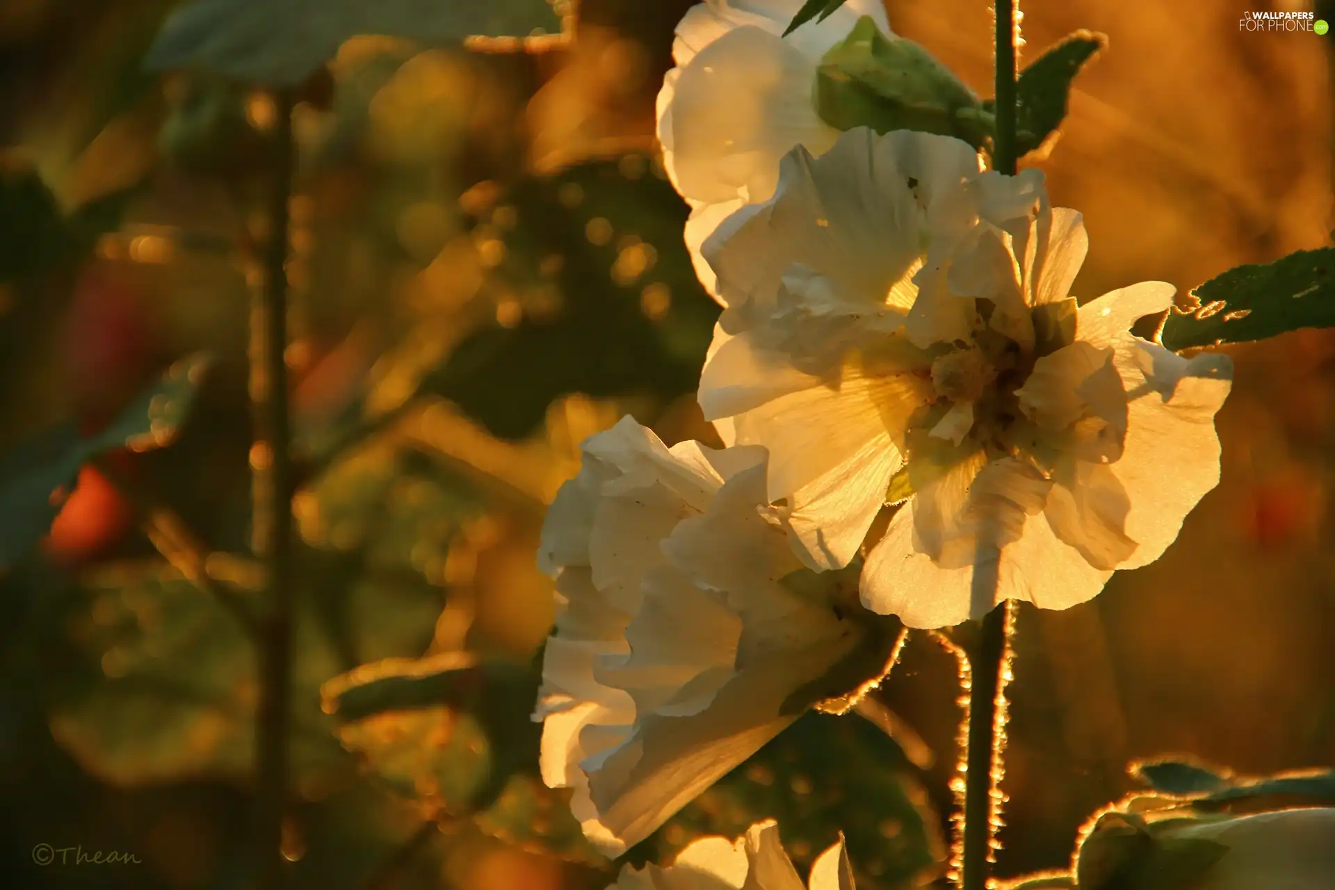 Flowers, White, Hollyhocks