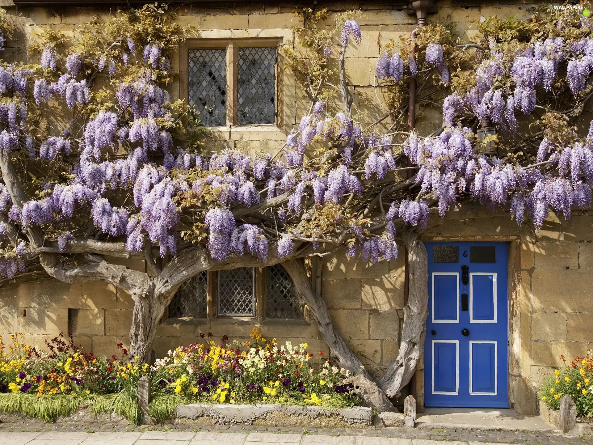 house, viewes, Flowers, trees