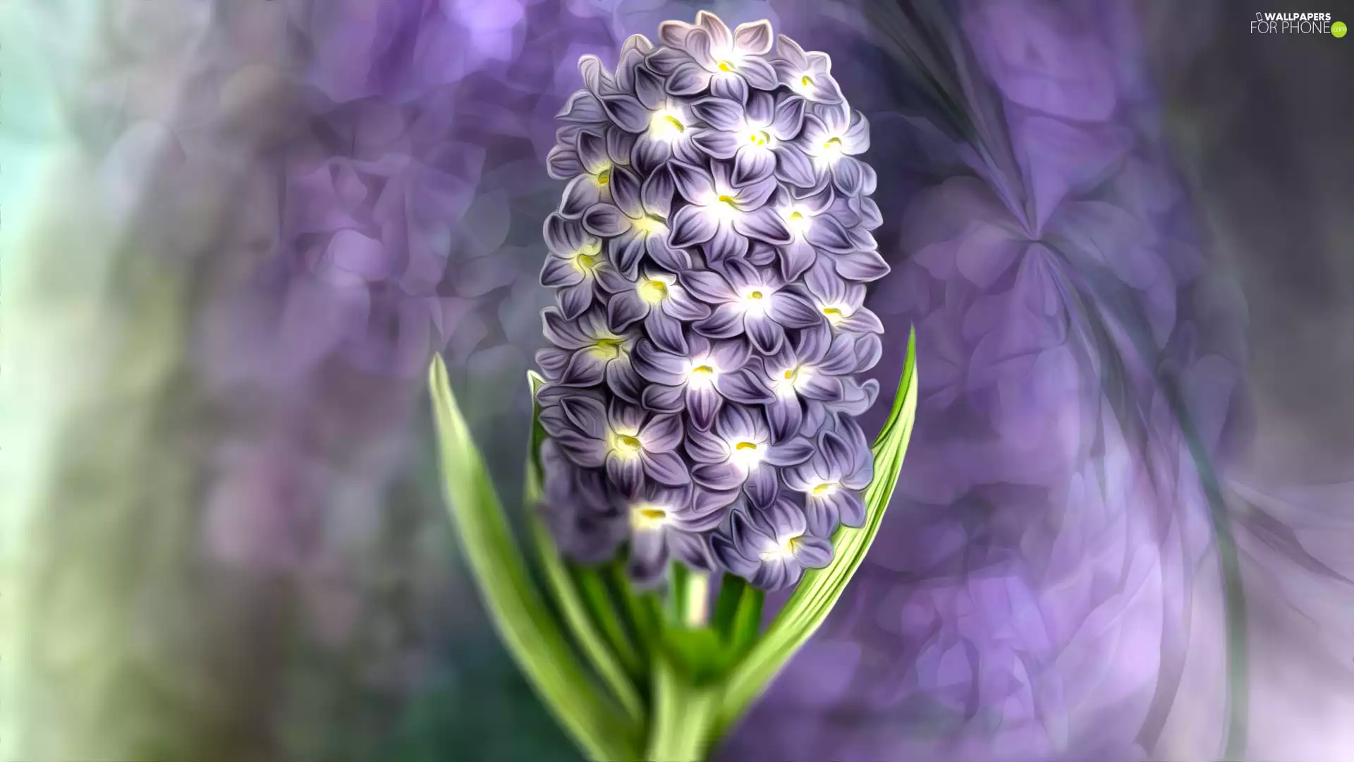 hyacinth, graphics, Colourfull Flowers