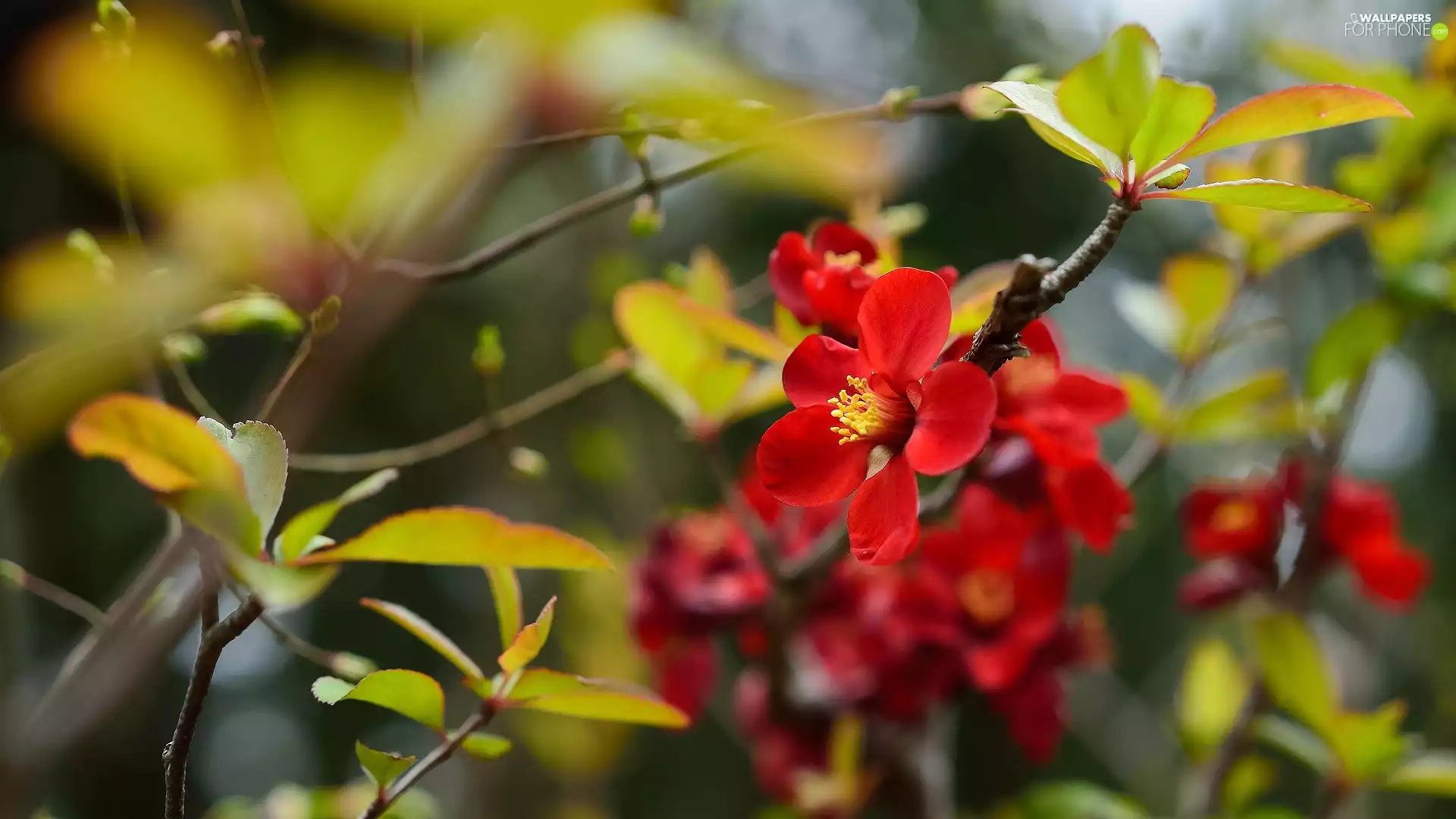 Twigs, Flowers, Japanese Quince, Red
