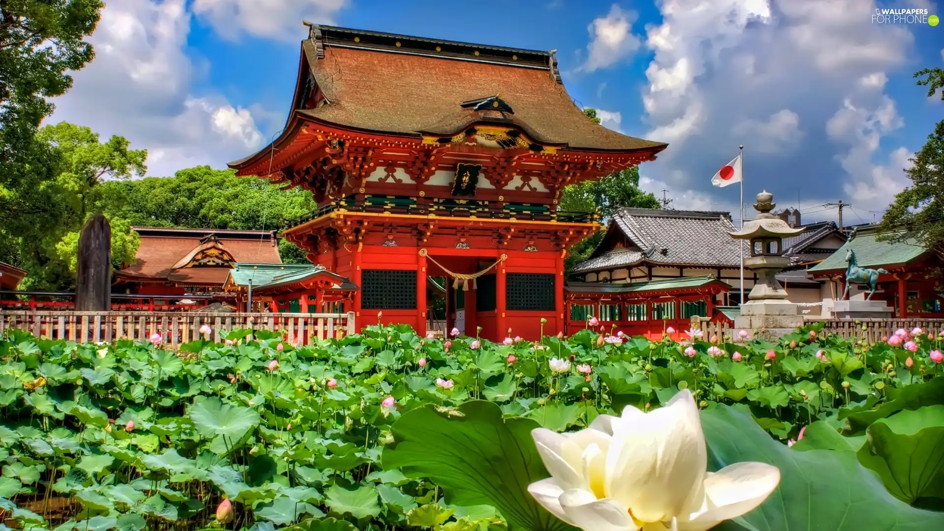 japanese, water, Flowers, Garden
