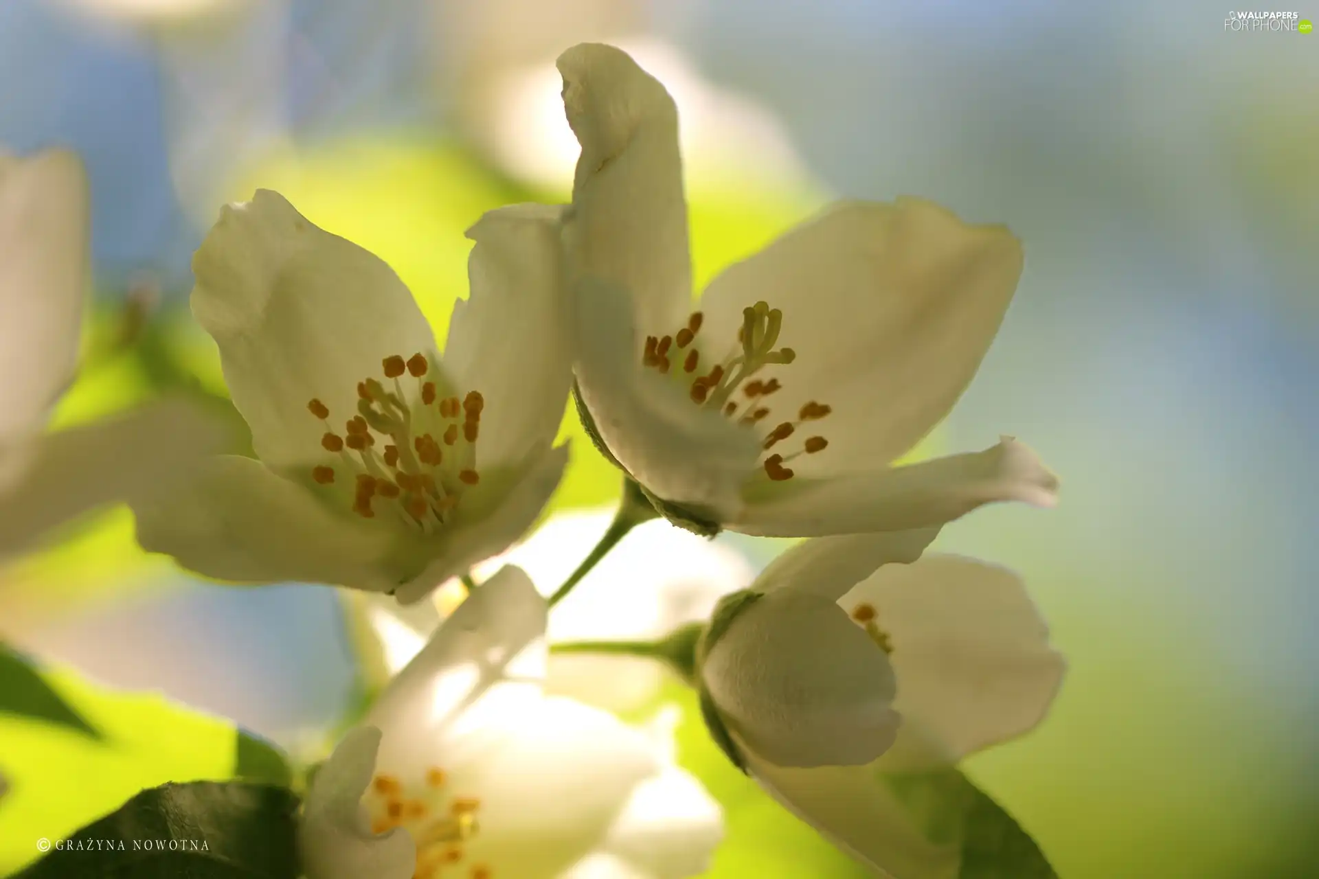 jasmine, White, Flowers, Bush