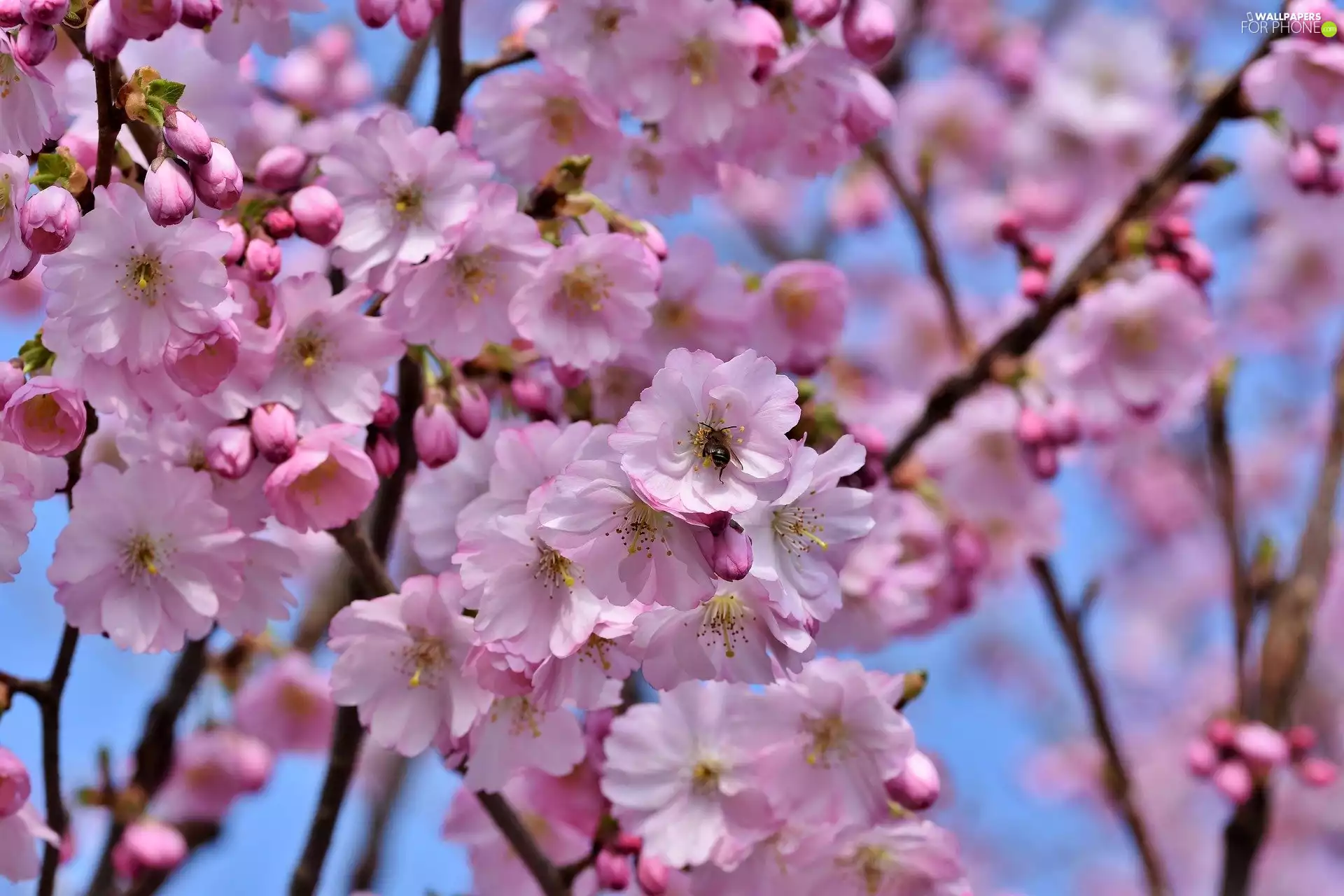 Twigs, Flowers, kirsch, Fruit Tree