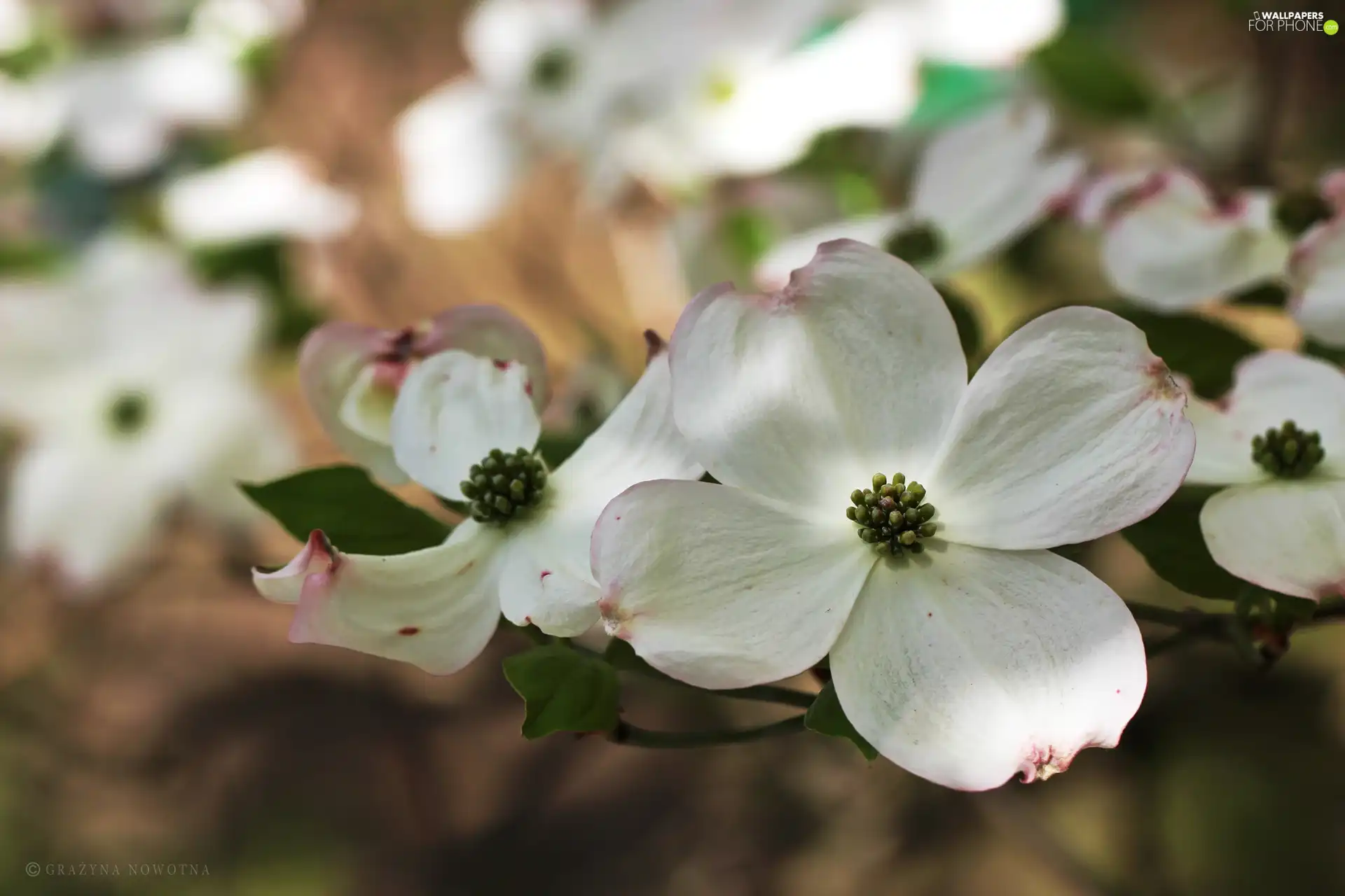 Cornus Kousa, White, Flowers, Bush