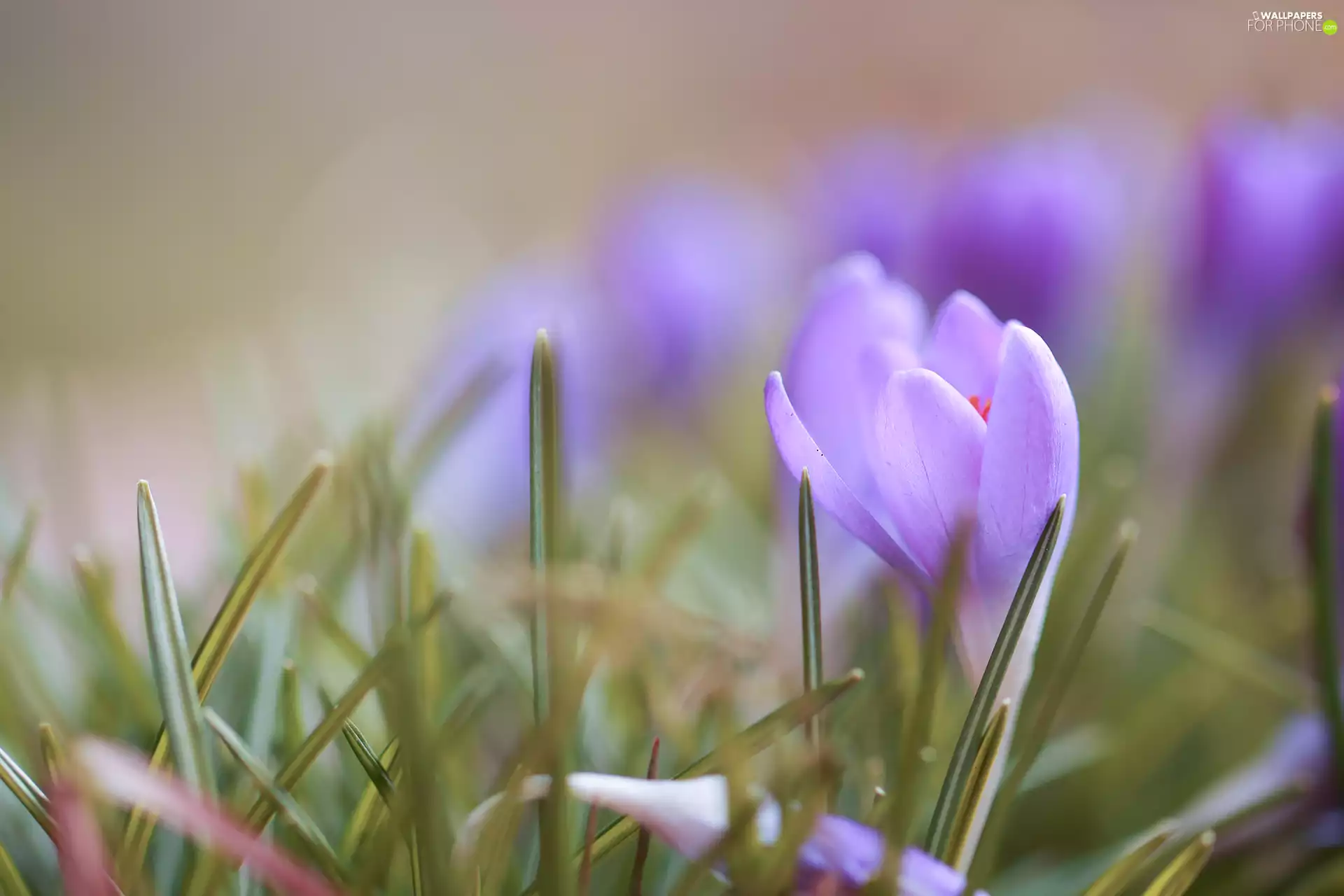 Colourfull Flowers, Light violet, crocus