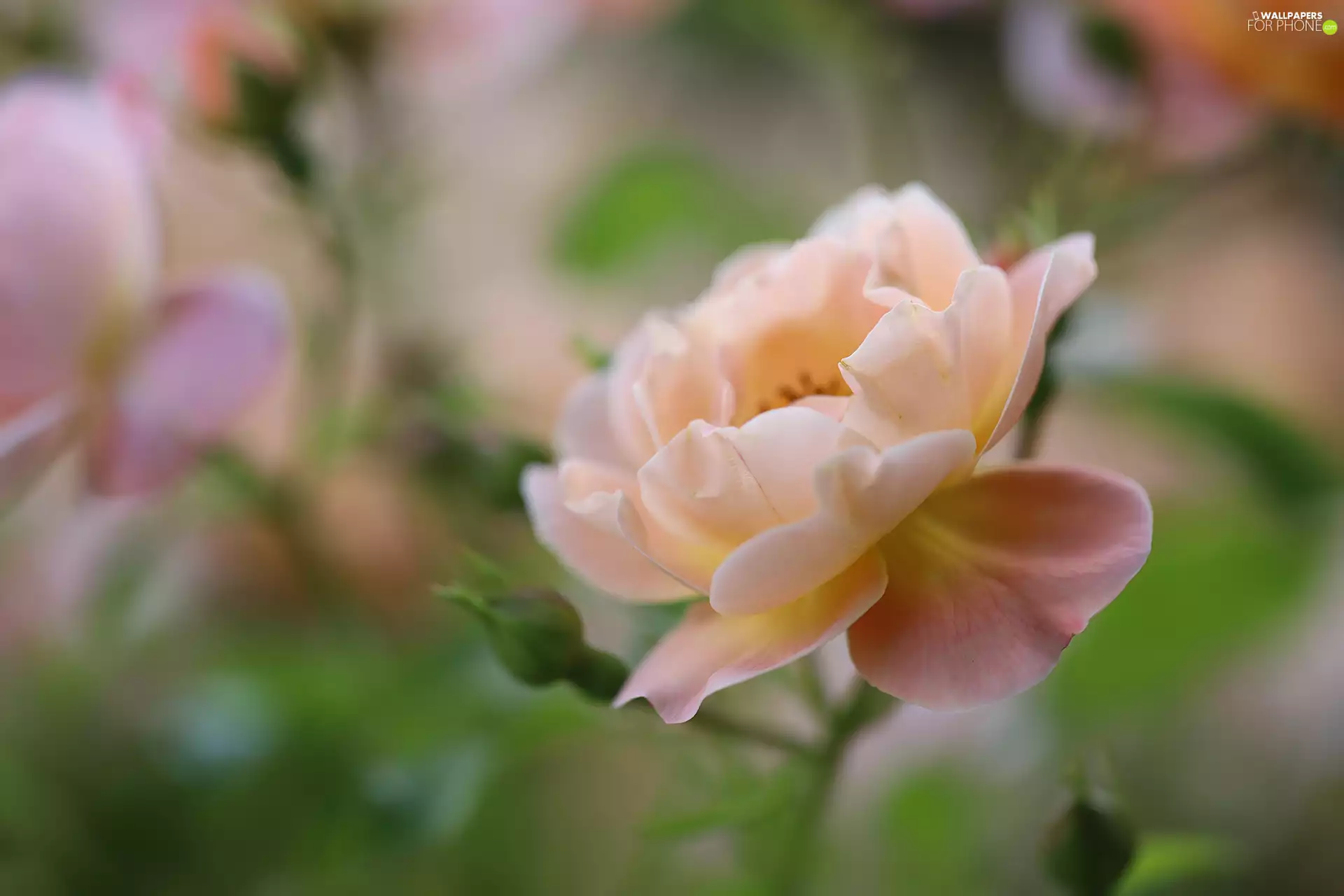 Colourfull Flowers, Light pink, rose