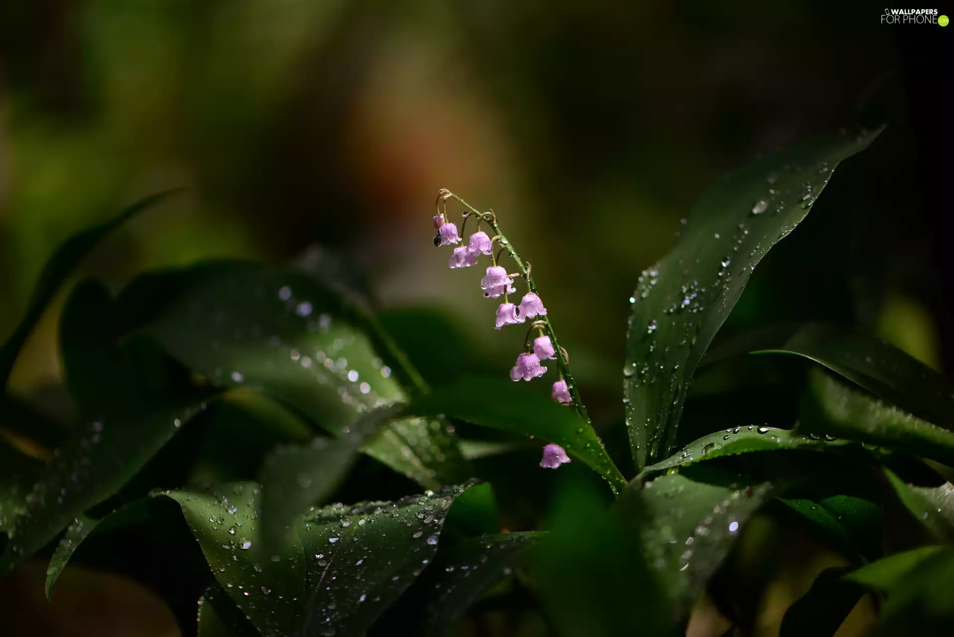water, drops, lily of the Valley, Leaf, Flowers