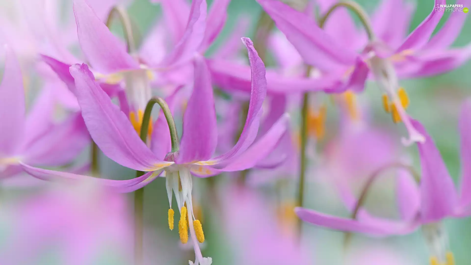 Mahogany Fawn Lily, Pink, fuzzy, background, rods, Flowers