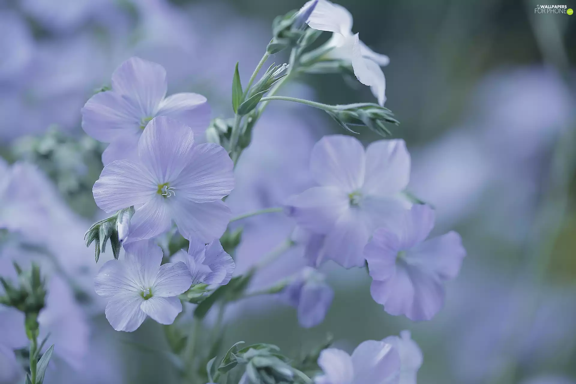 Linum Hirsutum, lilac, Flowers