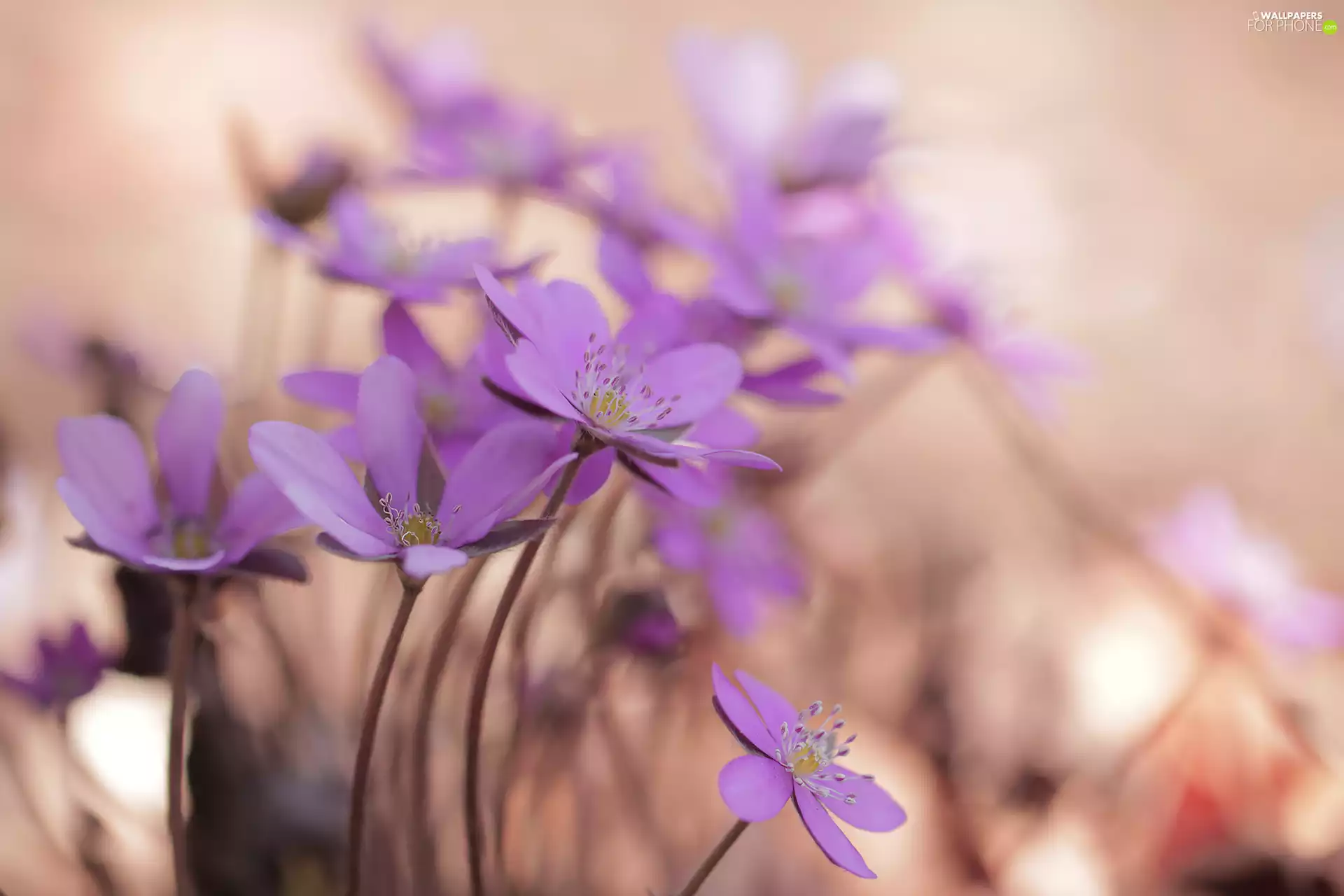 Flowers, Pink, Liverleaf