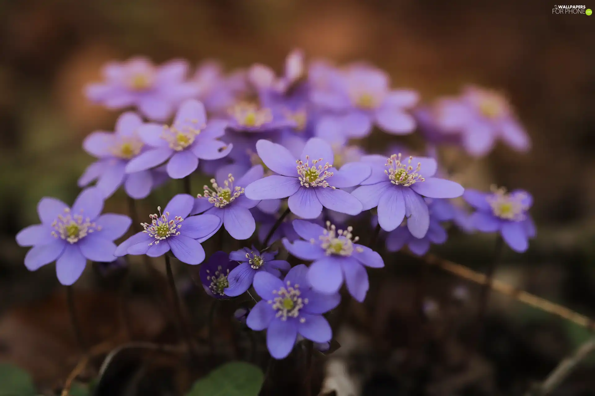 Flowers, purple, Liverworts