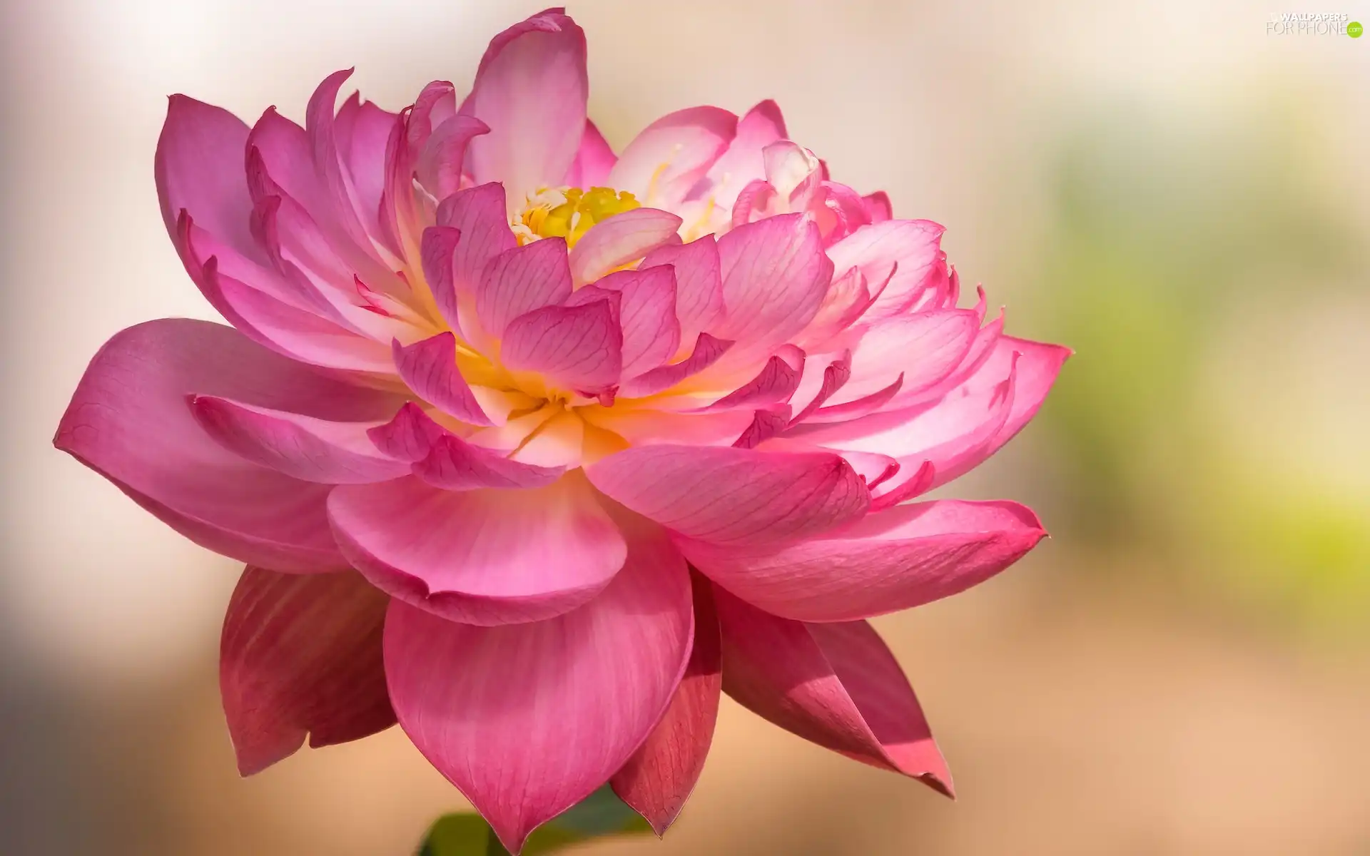 Colourfull Flowers, lotus, rapprochement, Pink