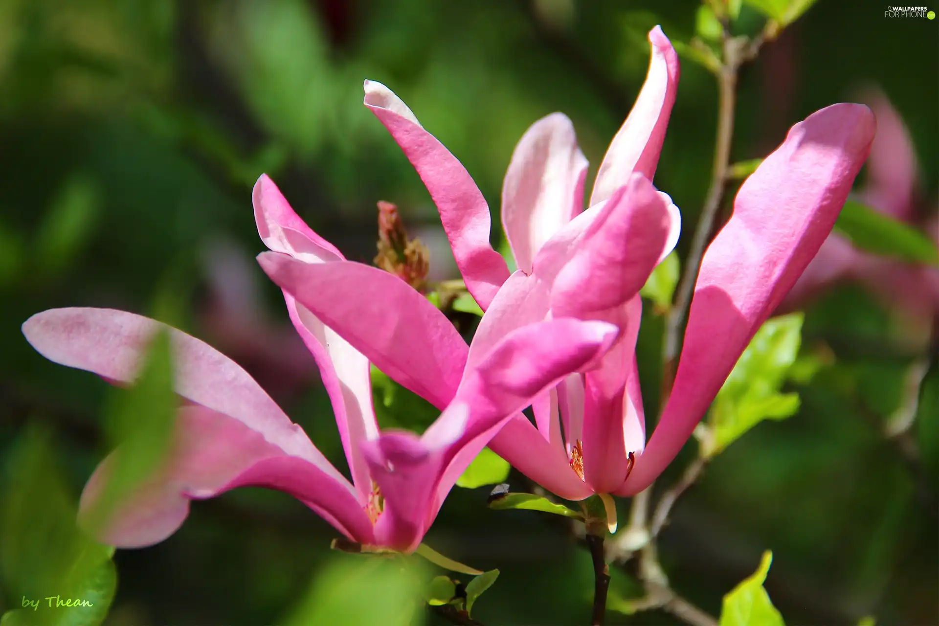 Flowers, Pink, Magnolia