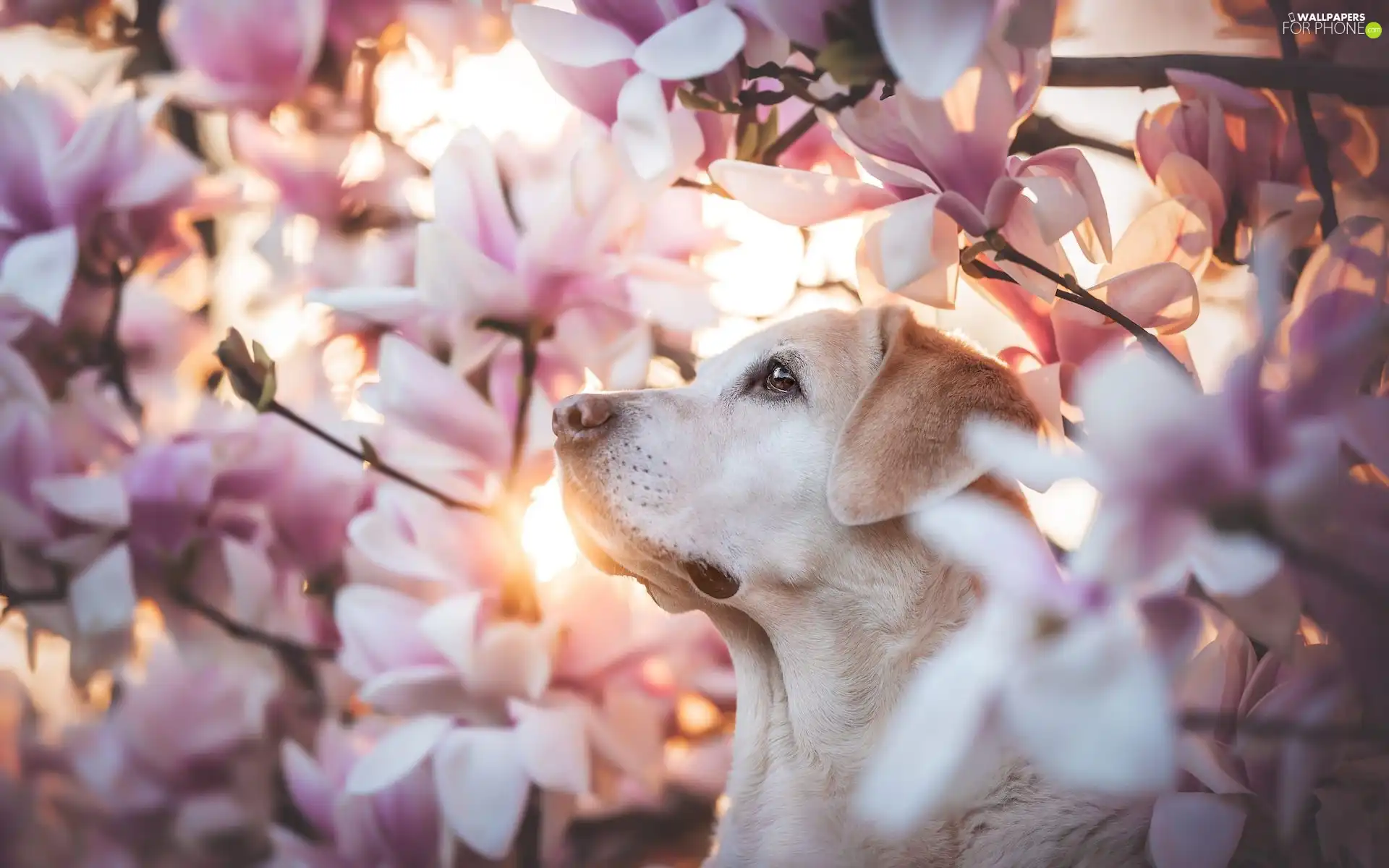 dog, Flowers, Magnolias, Labrador Retriever