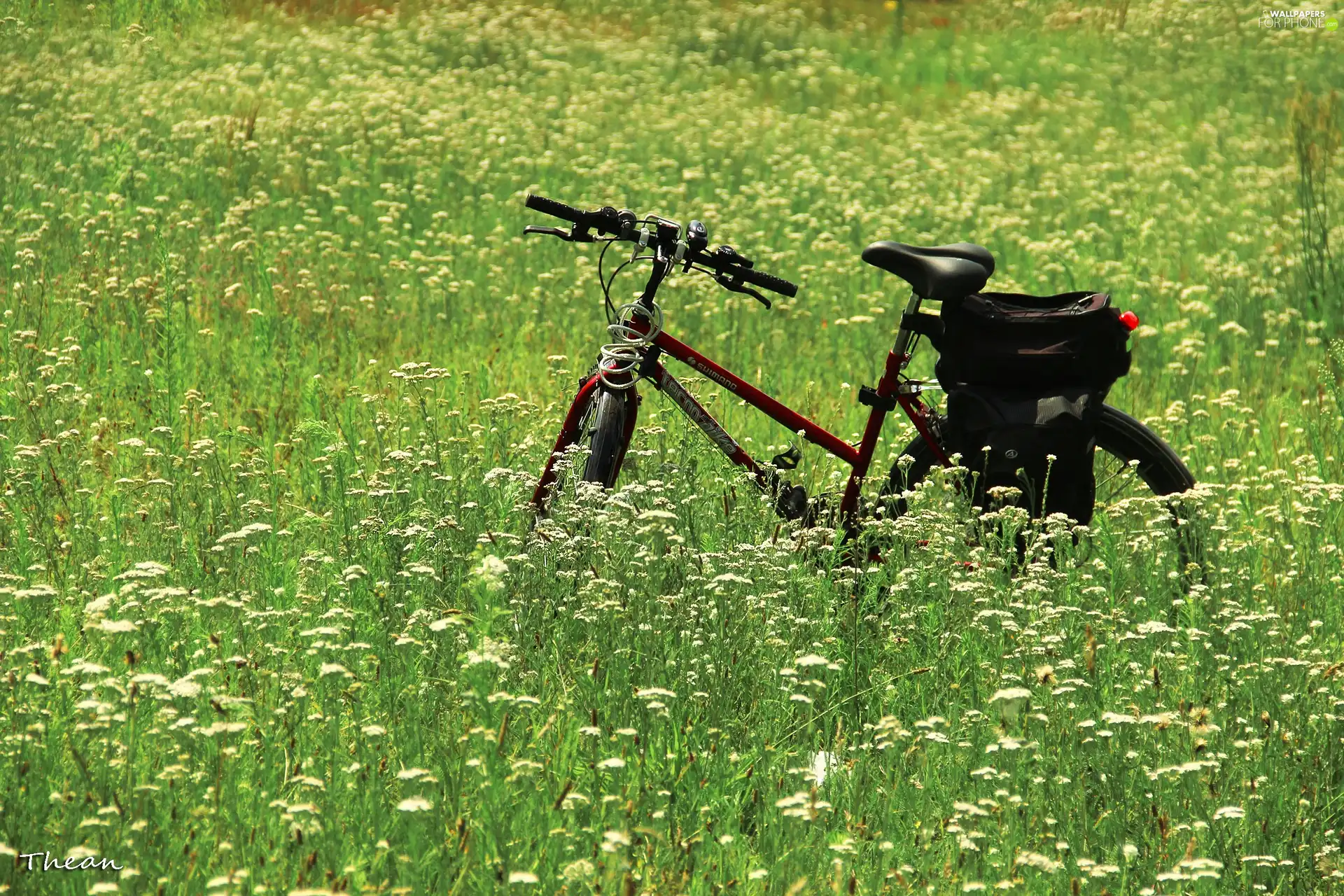 Flowers, Bike, Meadow