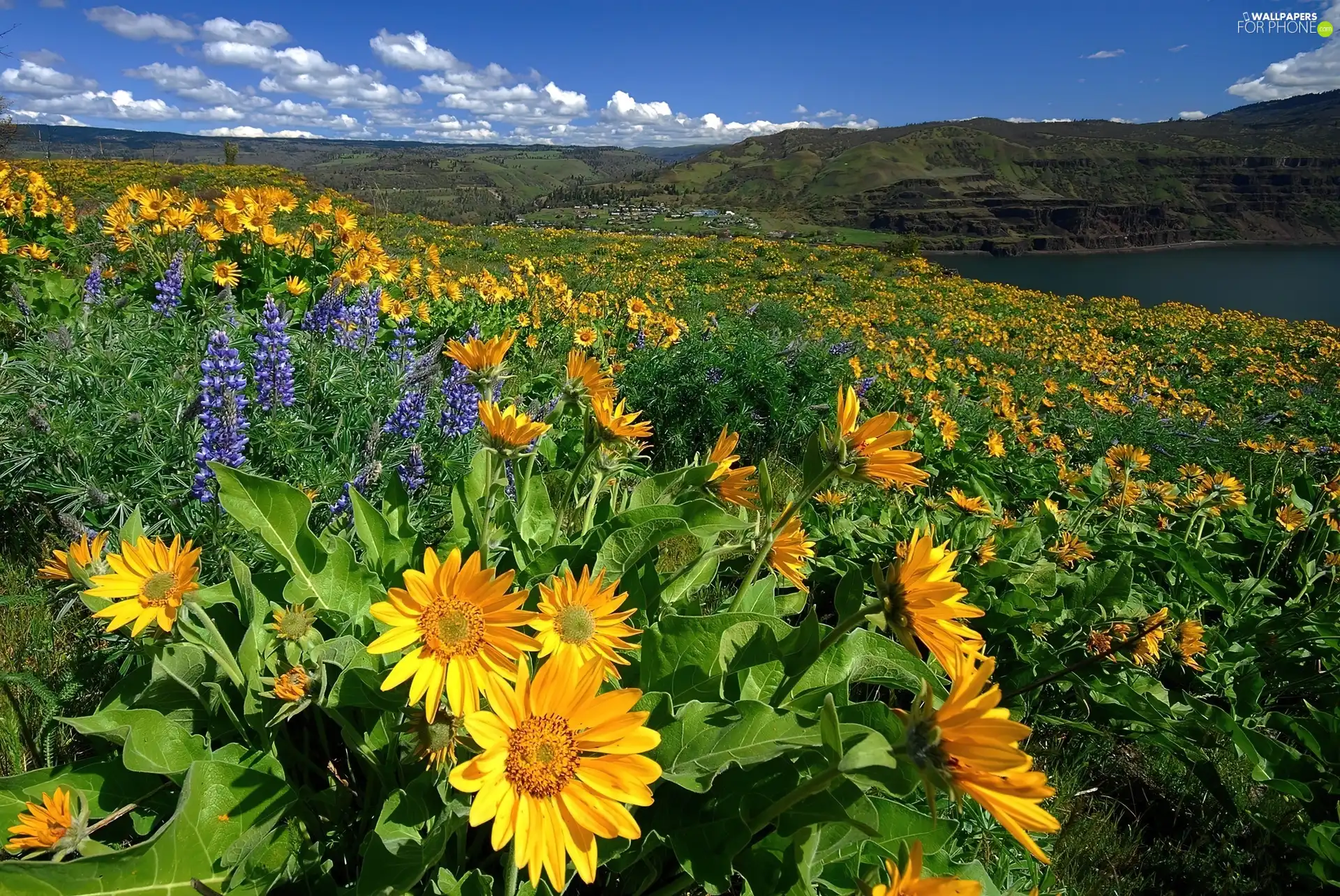 Meadow, blooming, flowers, full