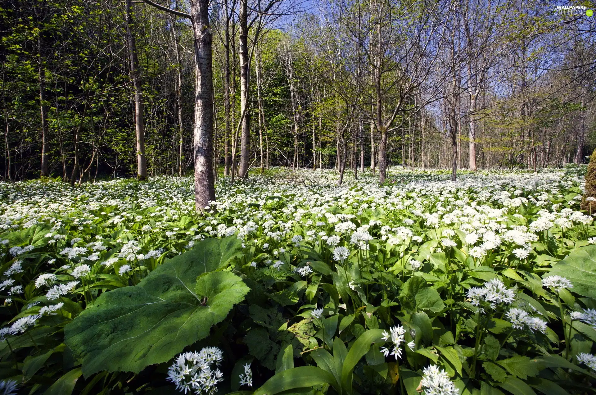 flowers, forest, Meadow