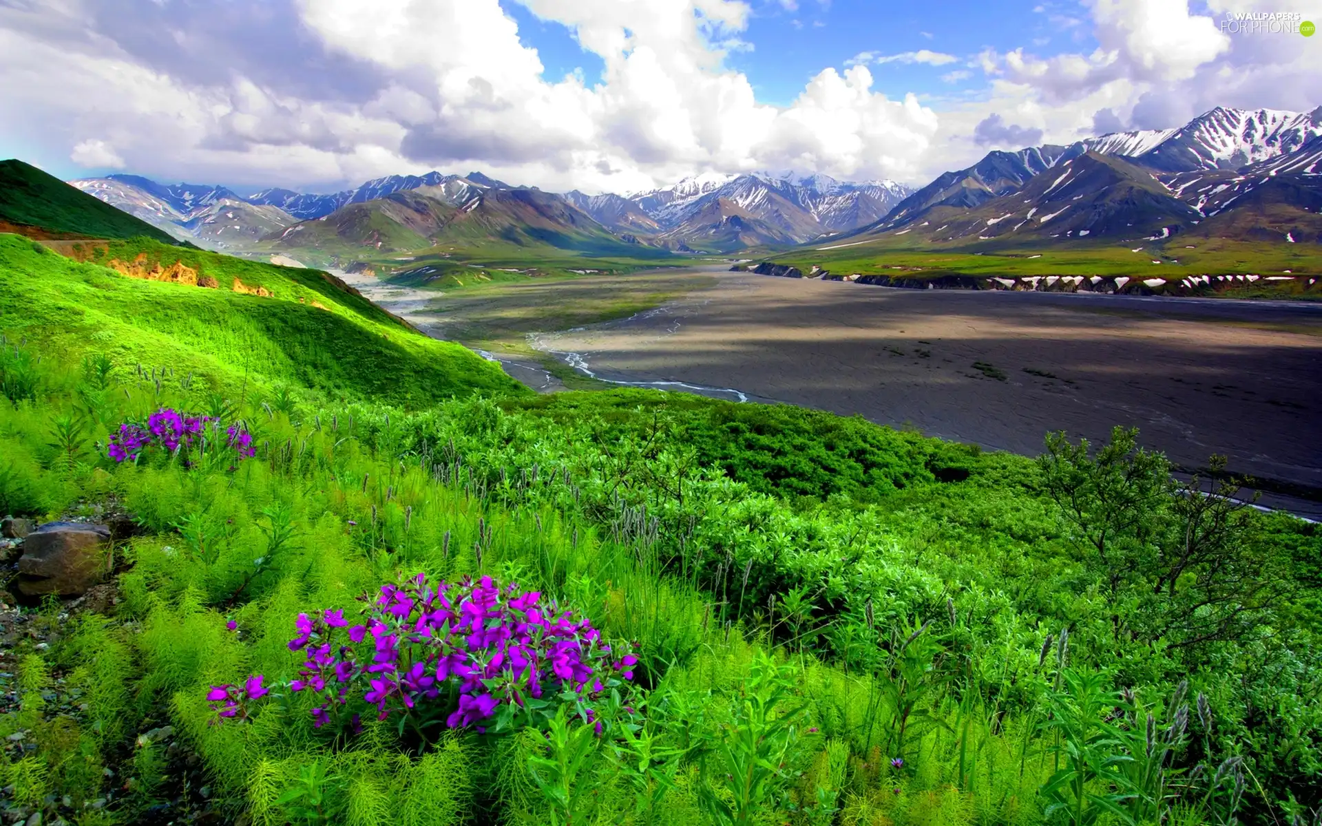 Flowers, Mountains, Meadow