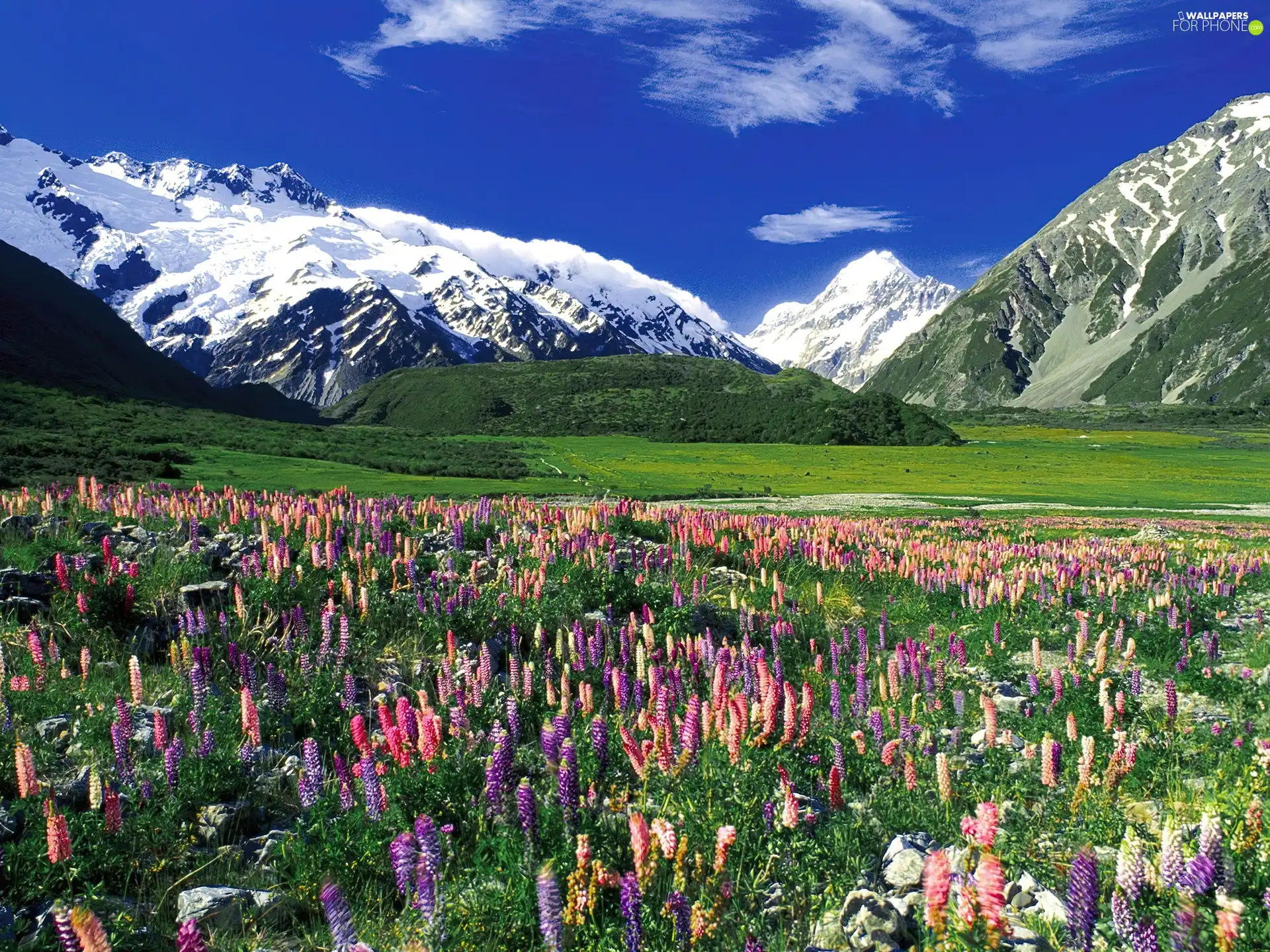 Flowers, Mountains, Meadow