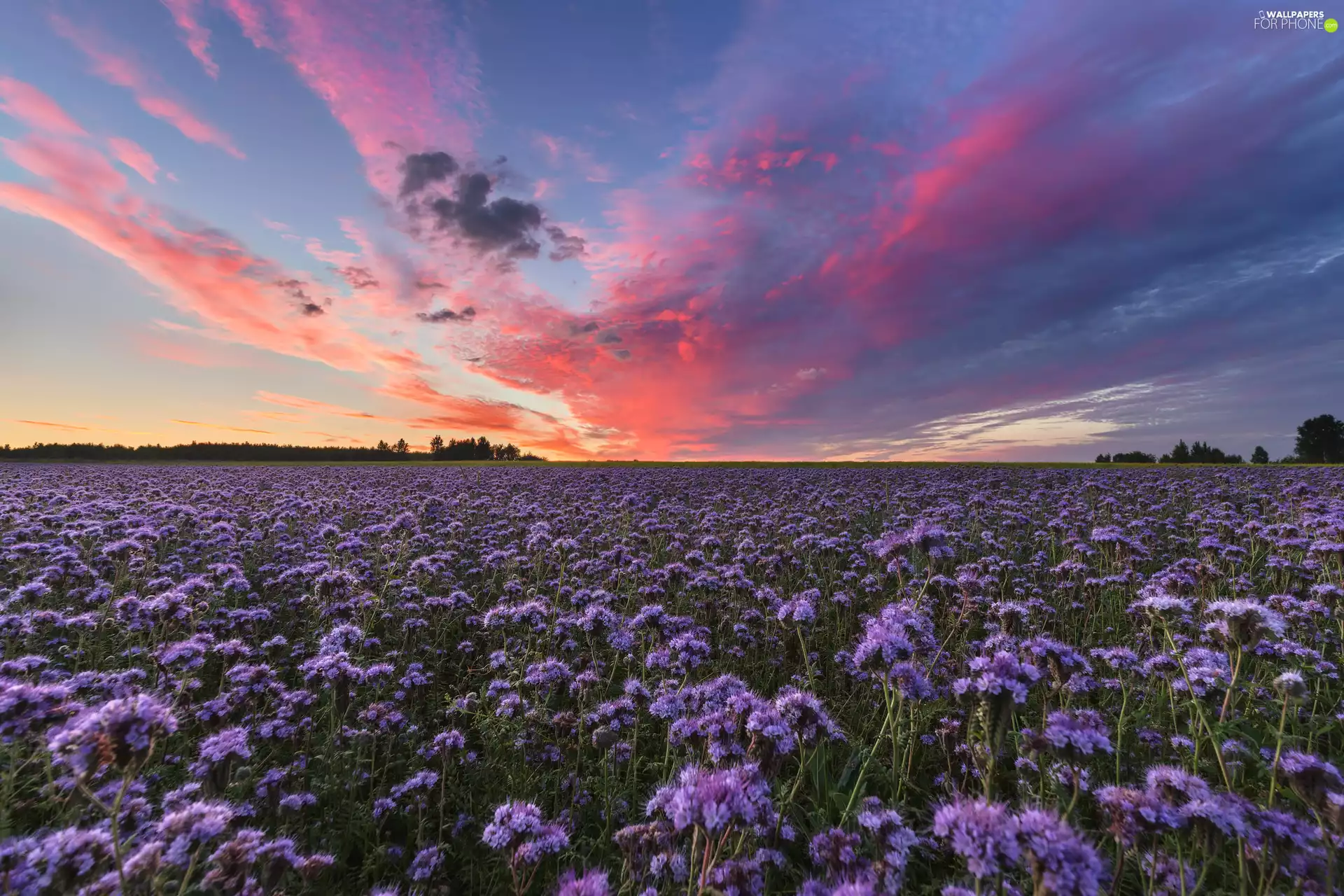 Meadow, clouds, Sunrise, Flowers