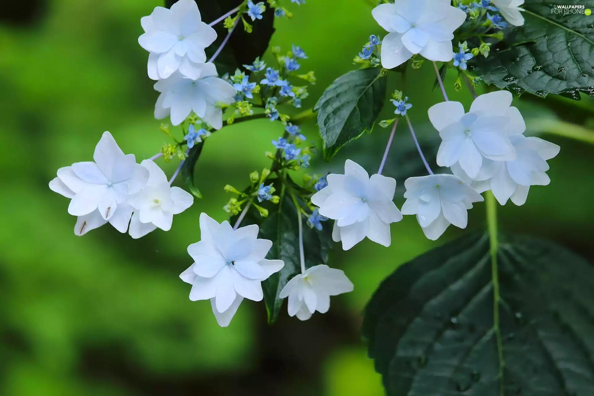 Twigs, Flowers, Mountain Hydrangea, White